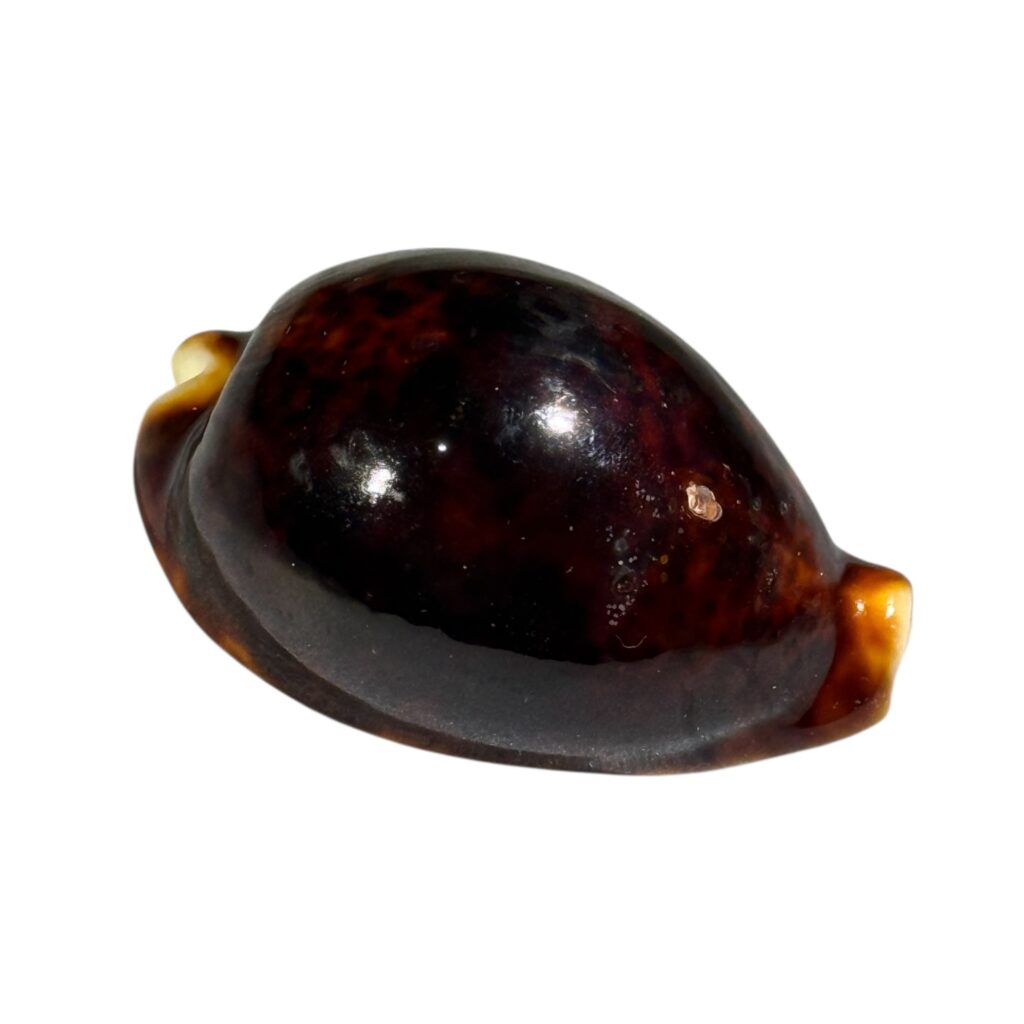 BC088 Cypraea pantherina f. funebralis - BLACK