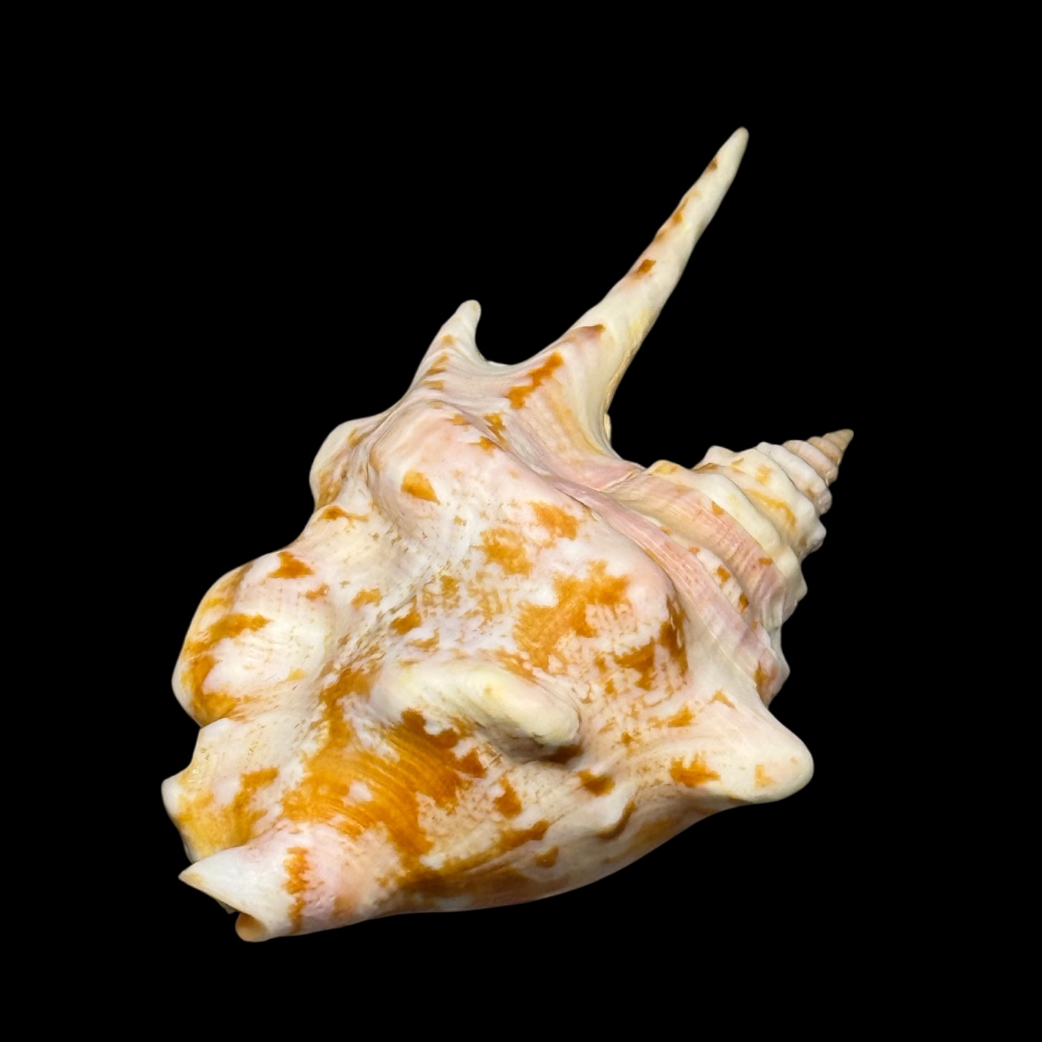 BC096 Strombus taurus w/o - SELECTED - Image 4
