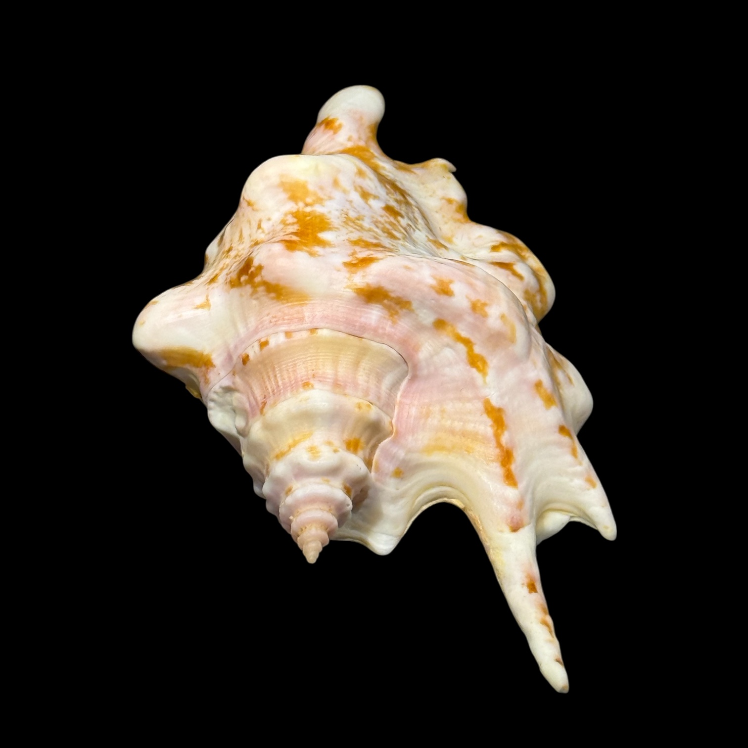 BC096 Strombus taurus w/o - SELECTED - Image 5