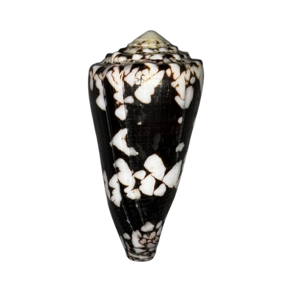 BC245 Conus nocturnus w/o