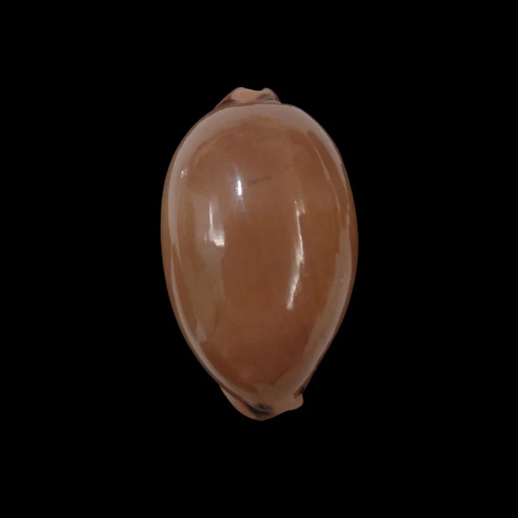 BC188 Luria pulchra - TOP DARK
