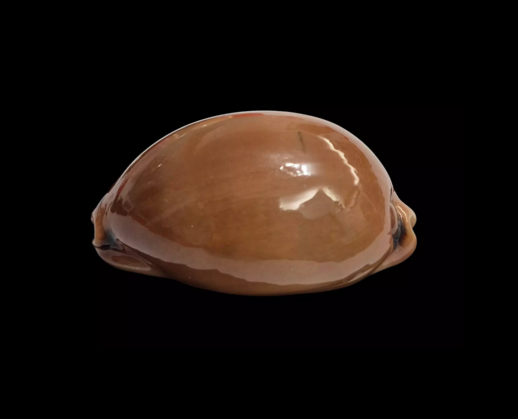BC188 Luria pulchra - TOP DARK - Image 3