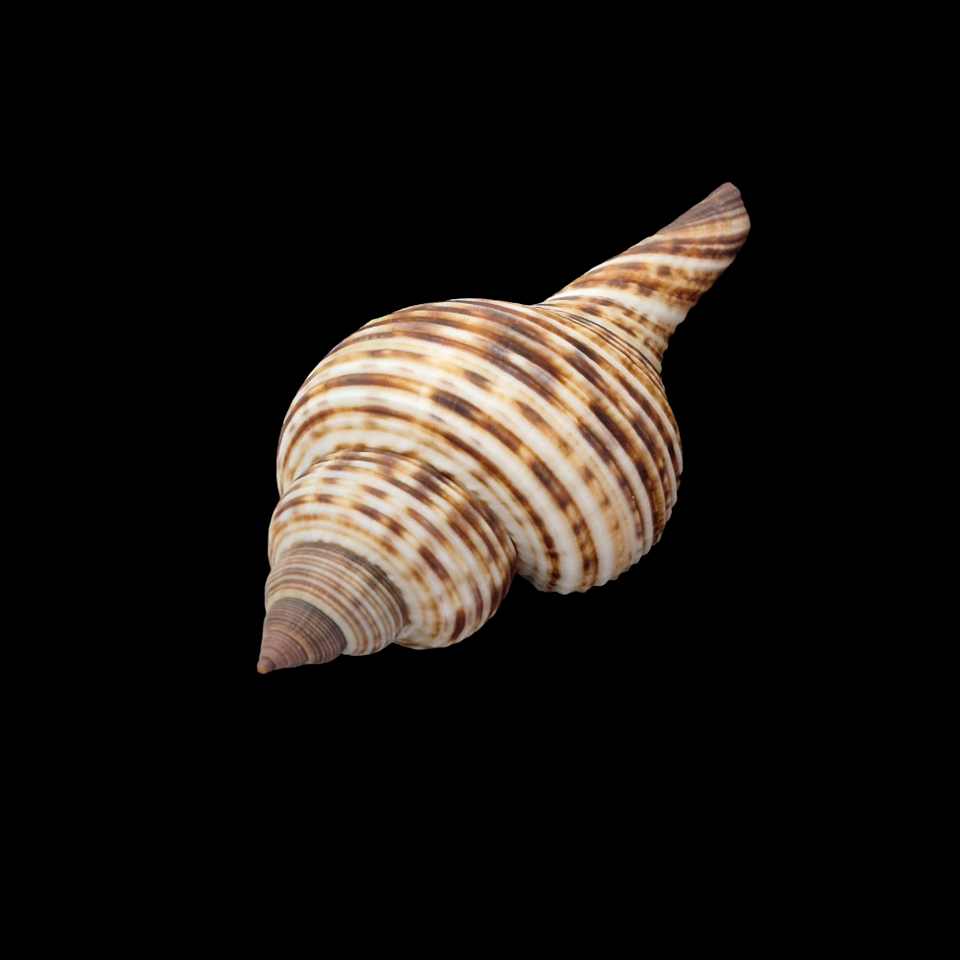 BC050 Taphon clavella w/o - SUPERB QUALITY - Image 4
