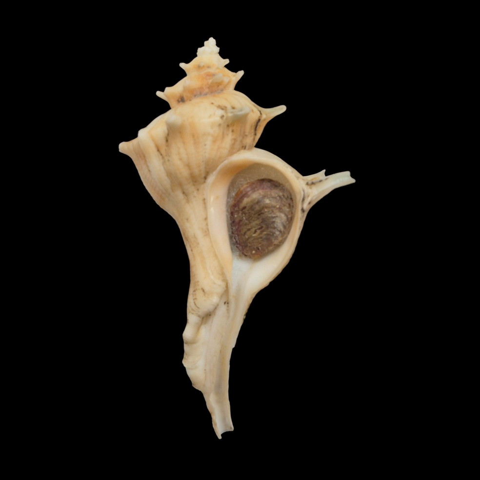 BC362 Forreria corteziana w/o - GIANT SIZE