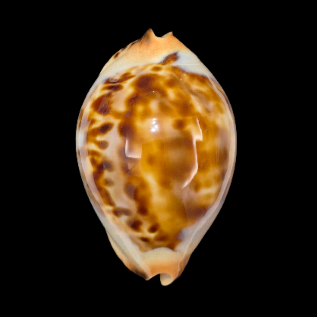 BC325 Zoila jeaniana - SELECTED BEAUTY
