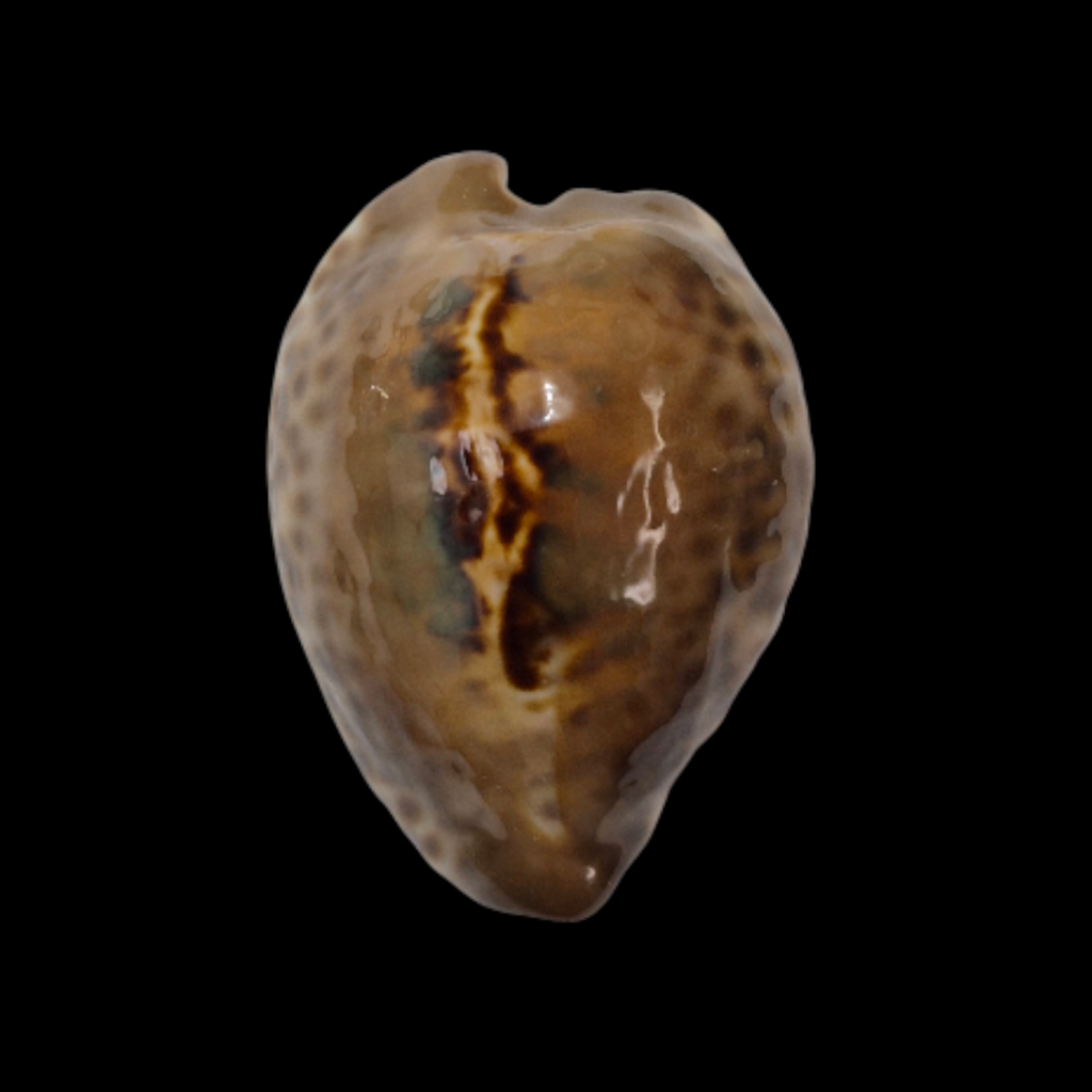 BC326 Barycypraea teulerei - LARGE DARK BEAUTY