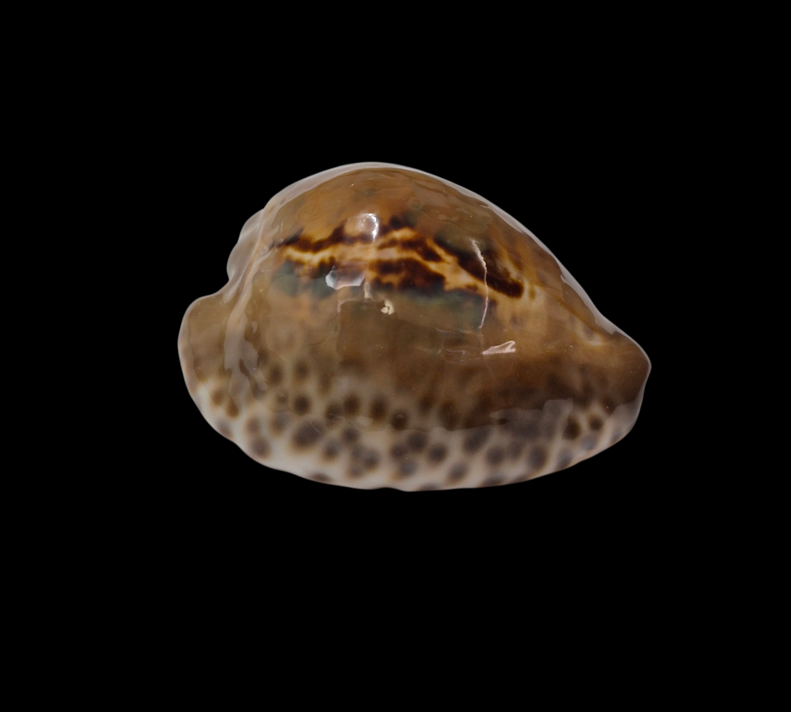 BC326 Barycypraea teulerei - LARGE DARK BEAUTY - Image 2