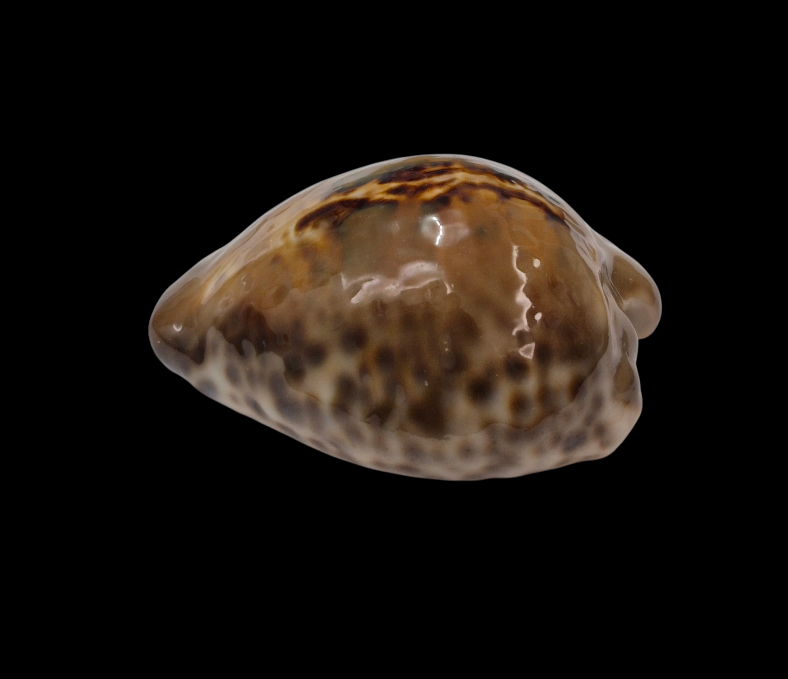 BC326 Barycypraea teulerei - LARGE DARK BEAUTY - Image 3