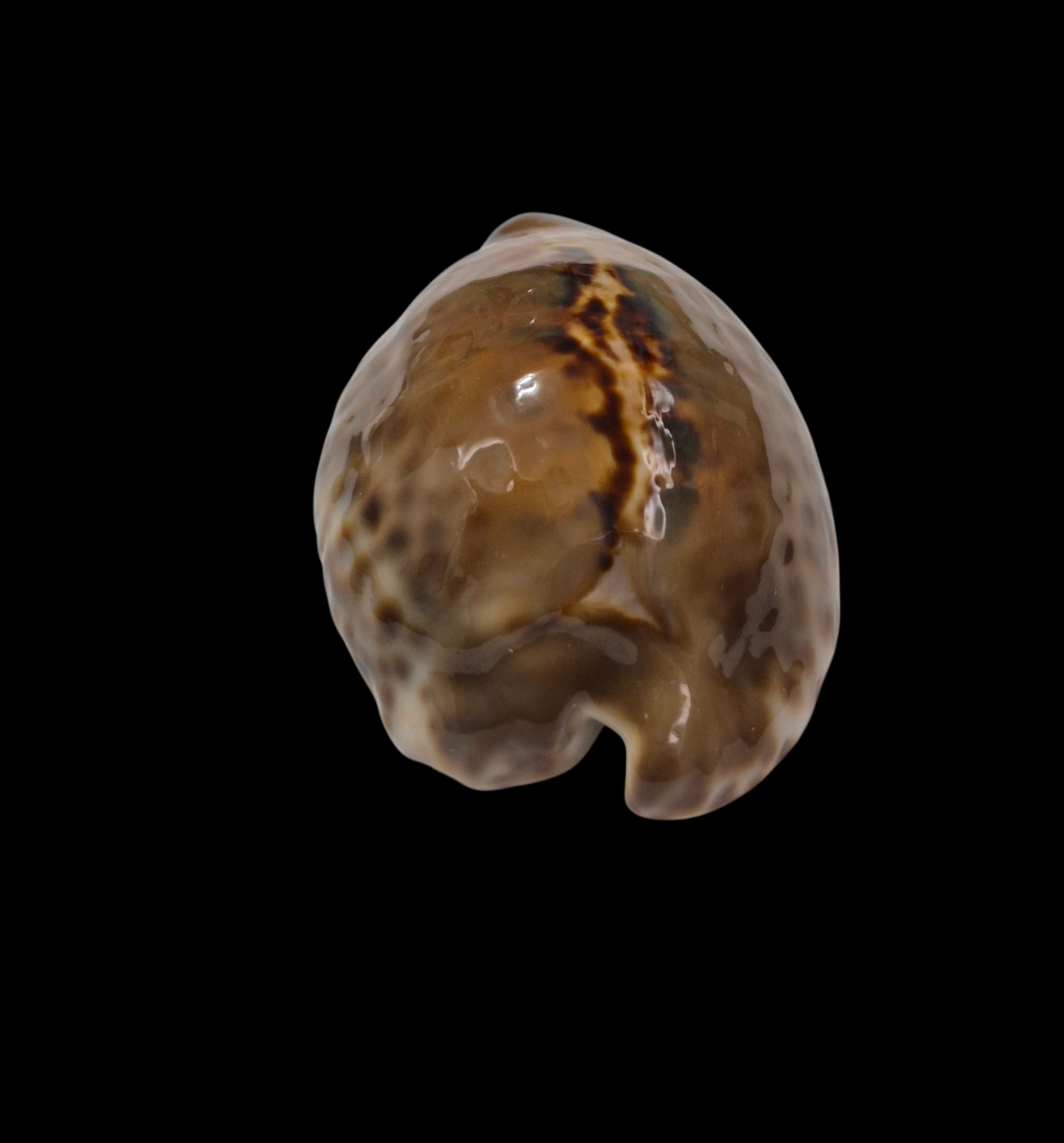 BC326 Barycypraea teulerei - LARGE DARK BEAUTY - Image 4