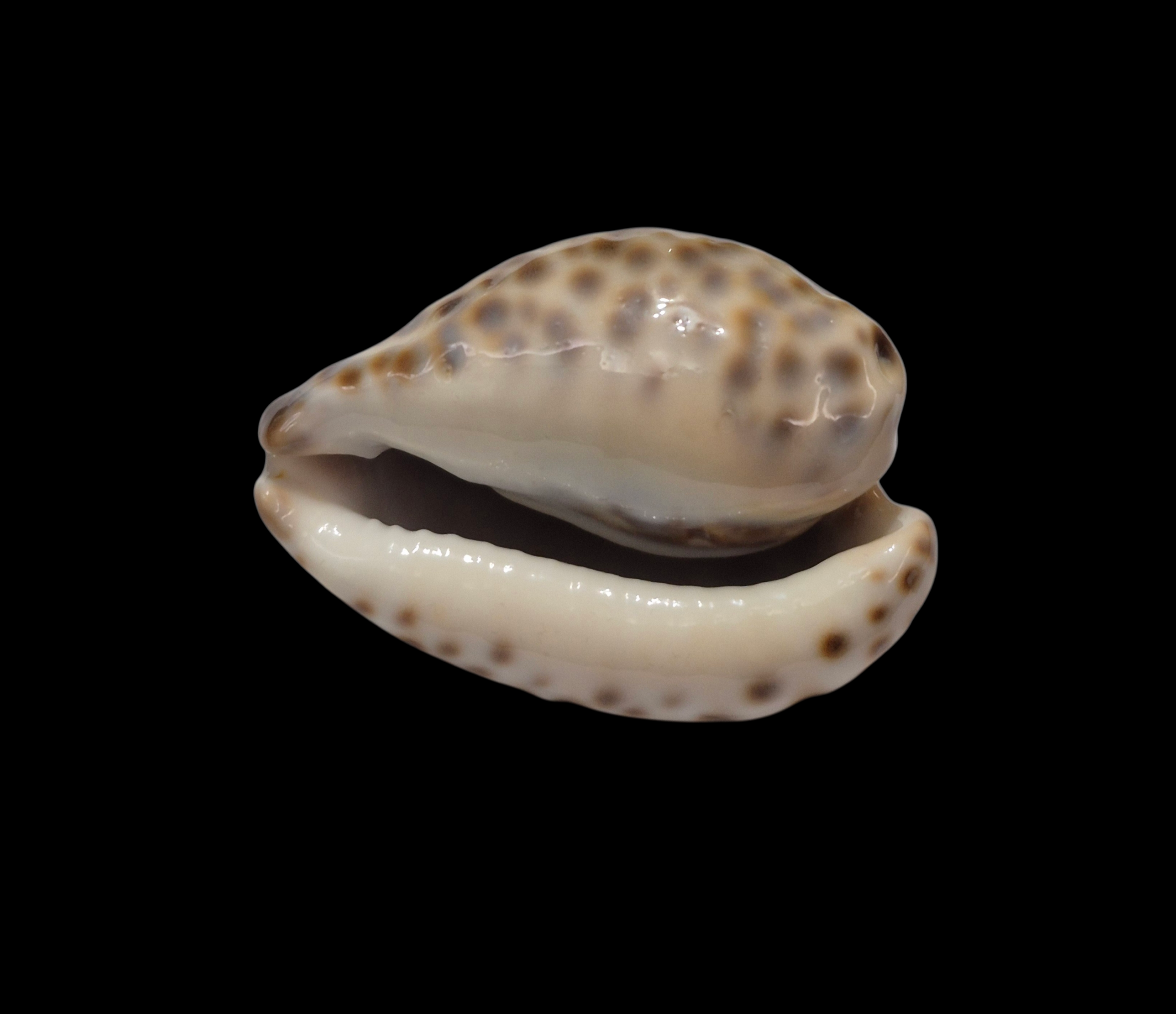 BC326 Barycypraea teulerei - LARGE DARK BEAUTY - Image 5