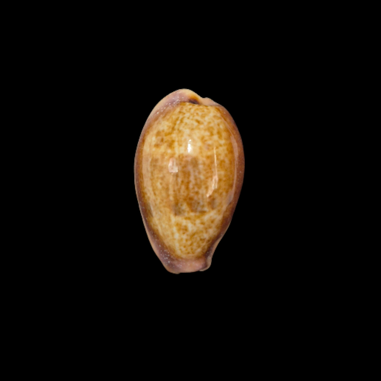 BC323 Contradusta bregeriana - COLORFUL - Image 2