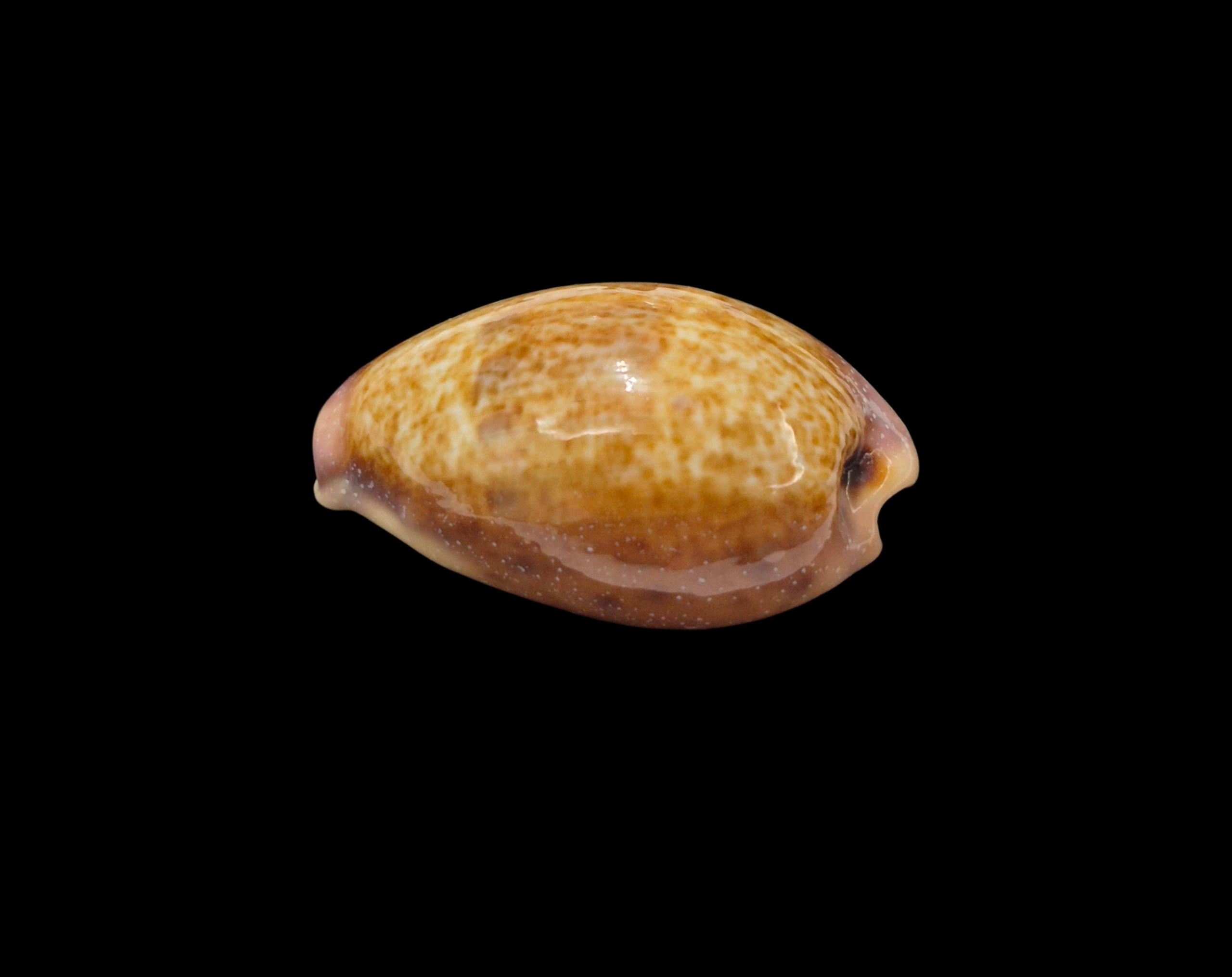 BC323 Contradusta bregeriana - COLORFUL - Image 3