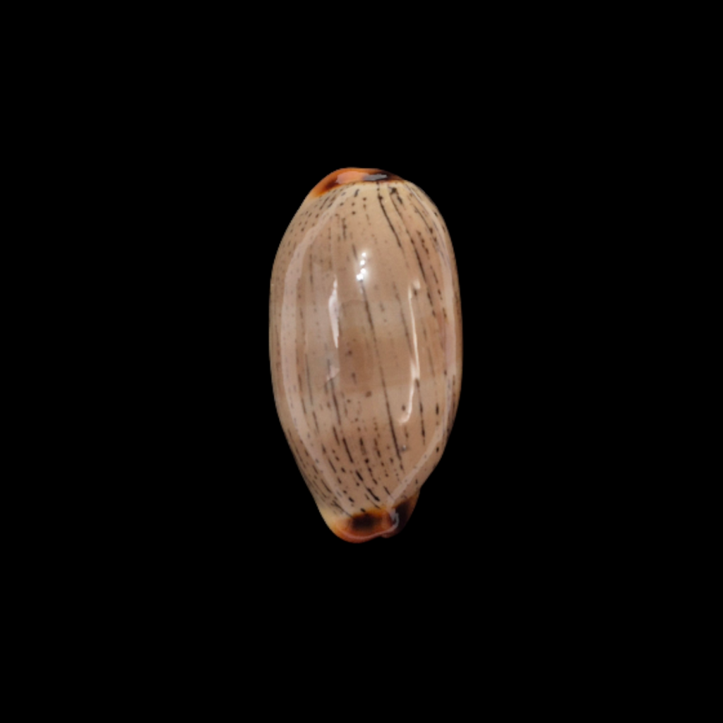 BC328 Luria isabellamexicana - PATTERNFUL