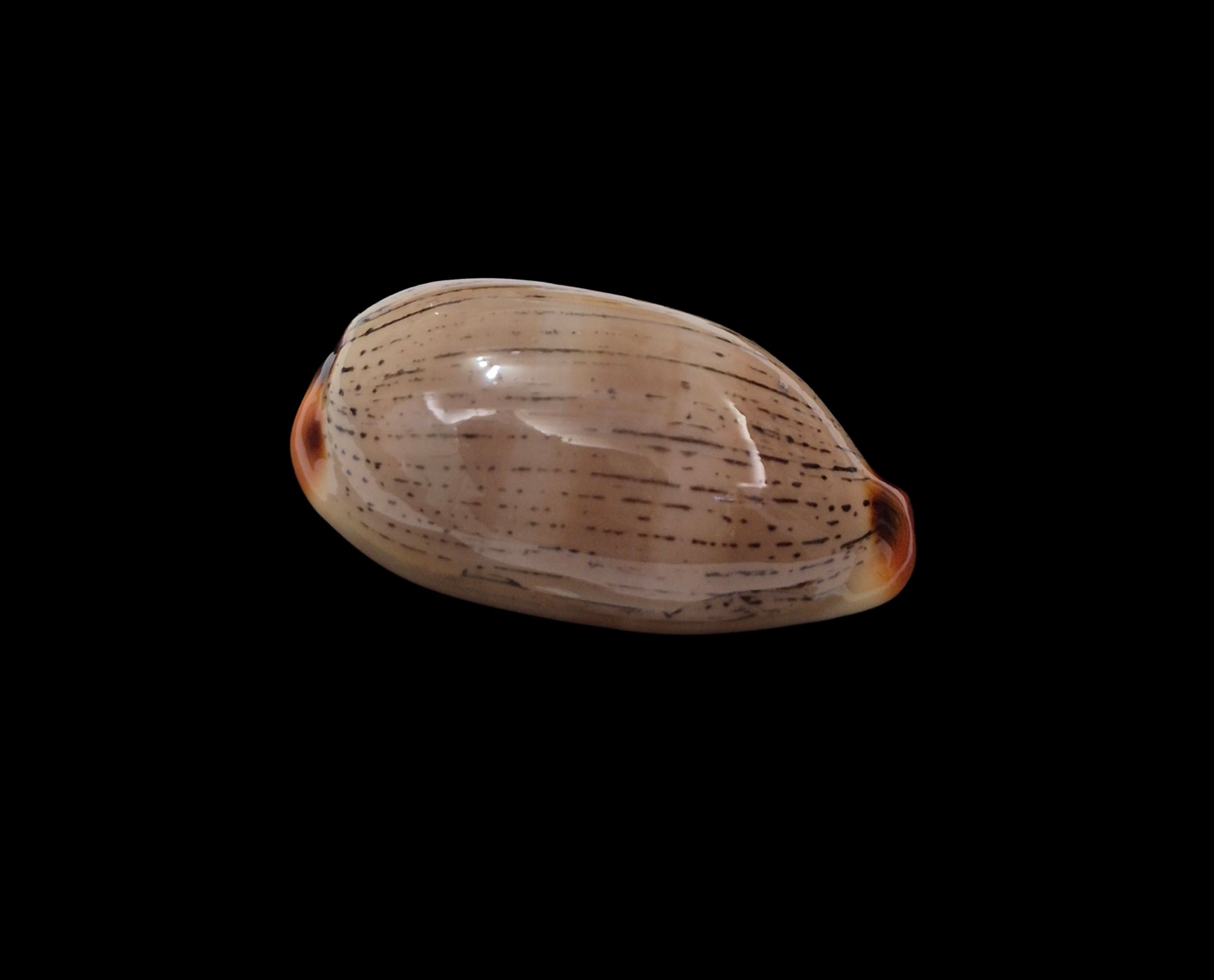 BC328 Luria isabellamexicana - PATTERNFUL - Image 2