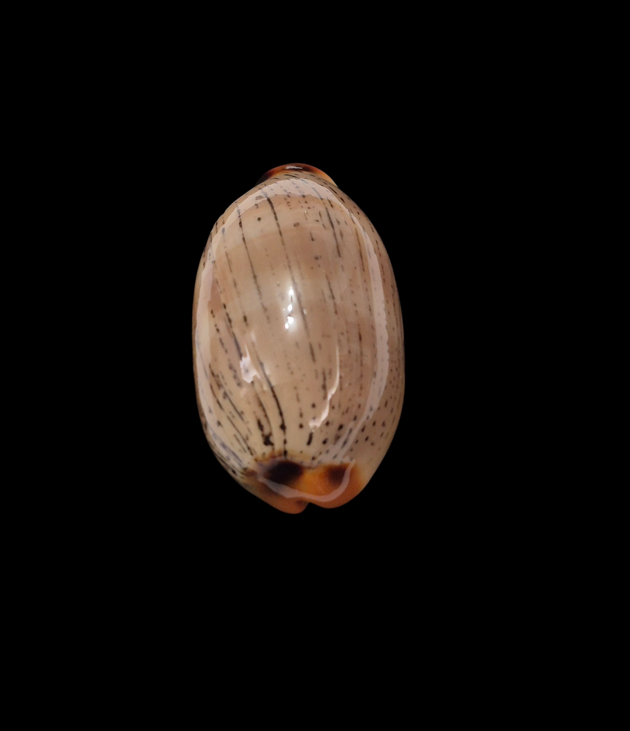 BC328 Luria isabellamexicana - PATTERNFUL - Image 4