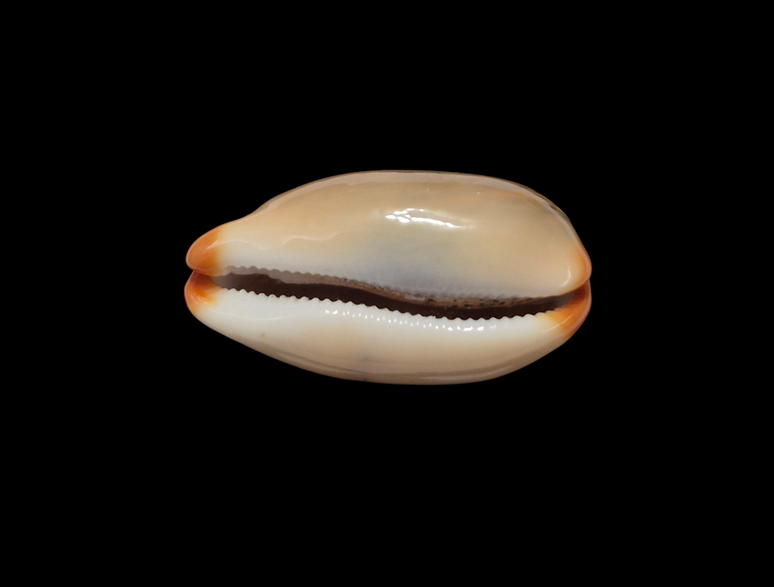 BC328 Luria isabellamexicana - PATTERNFUL - Image 5