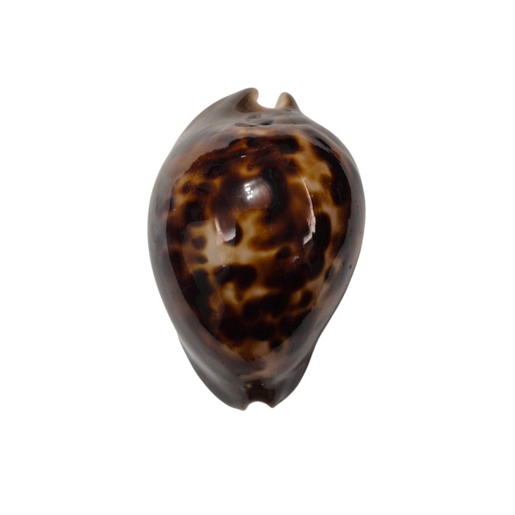 BC337 Zoila venusta episema - DARK BEAUTY