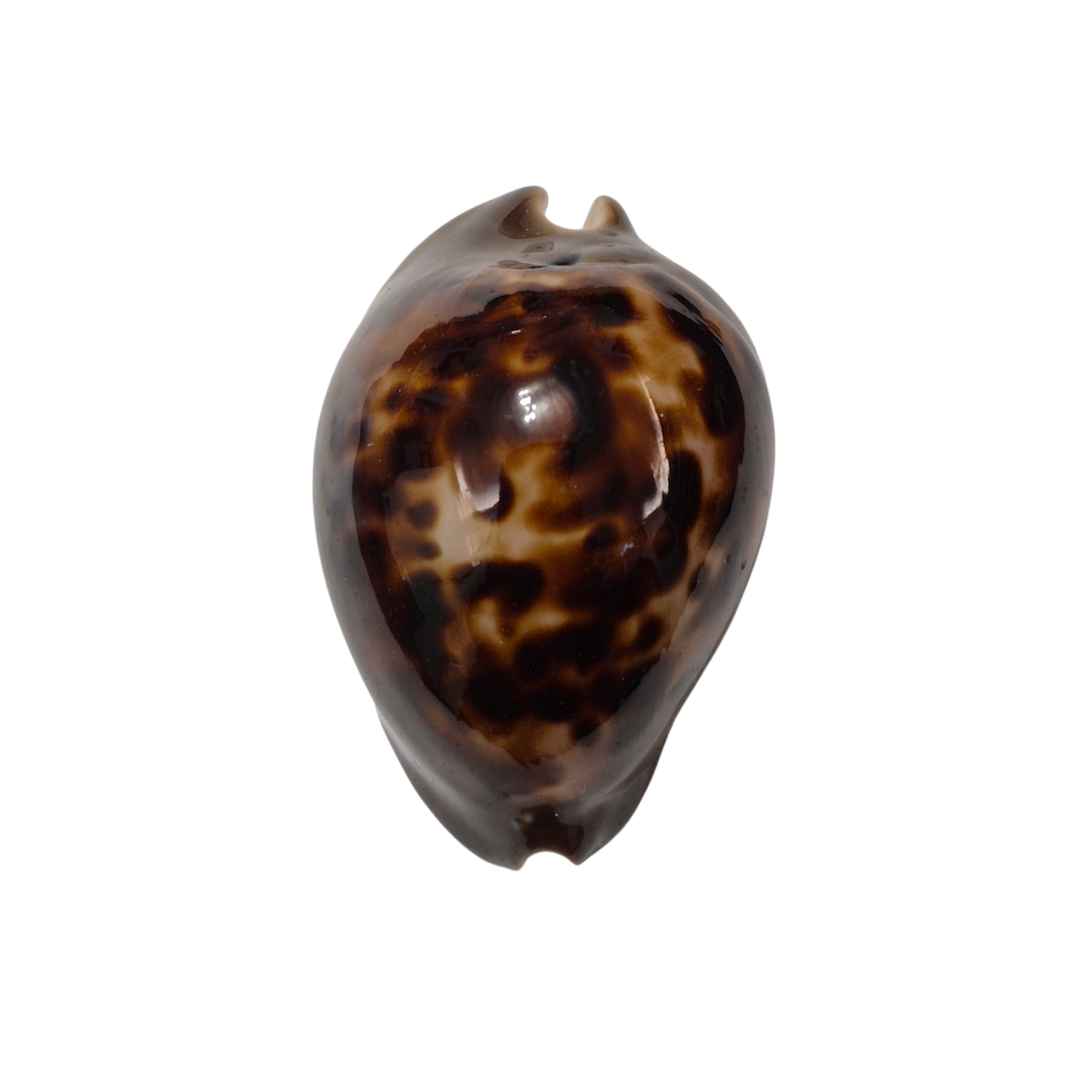 BC337 Zoila venusta episema - DARK BEAUTY