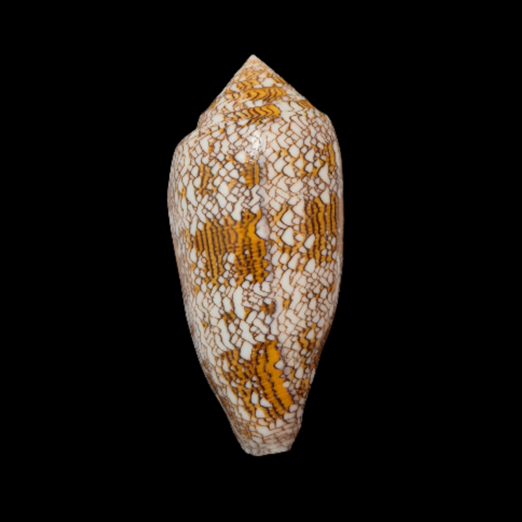 BC327 Conus textile - XL SIZE
