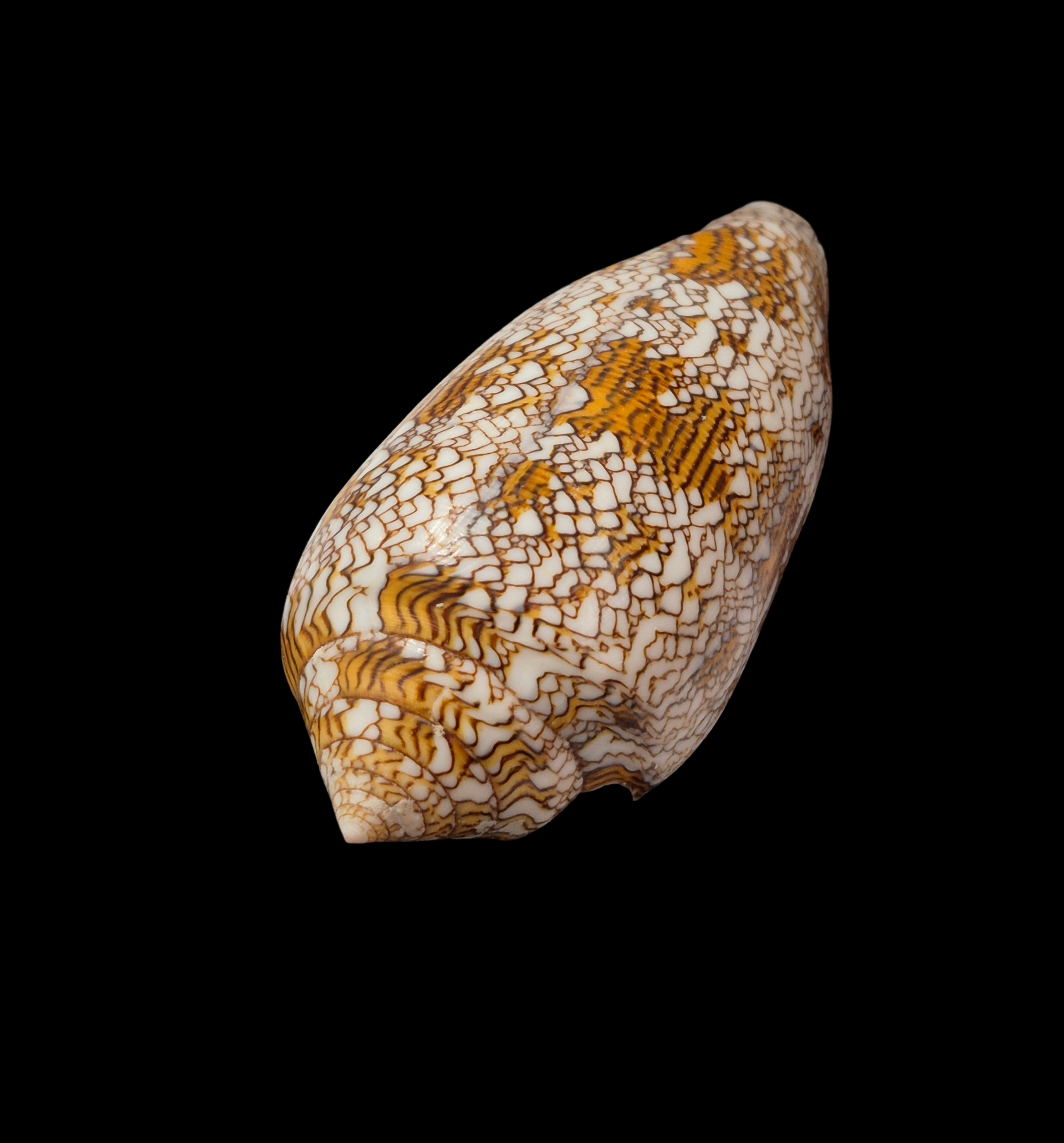 BC327 Conus textile - XL SIZE - Image 2