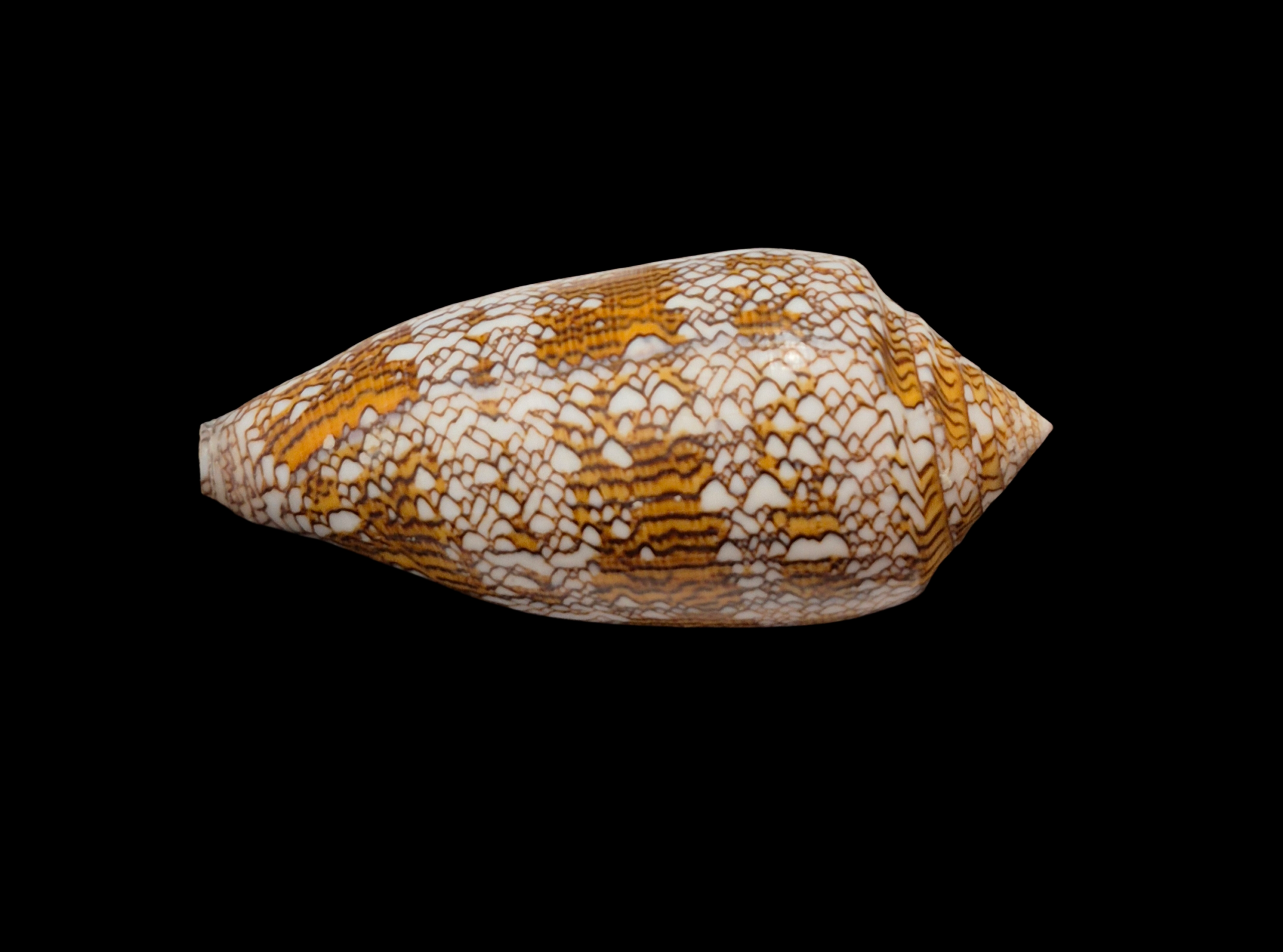 BC327 Conus textile - XL SIZE - Image 3