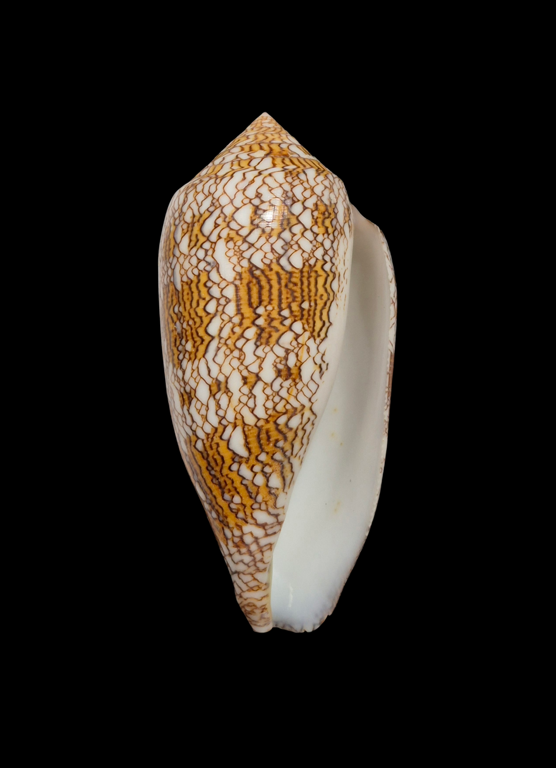 BC327 Conus textile - XL SIZE - Image 4