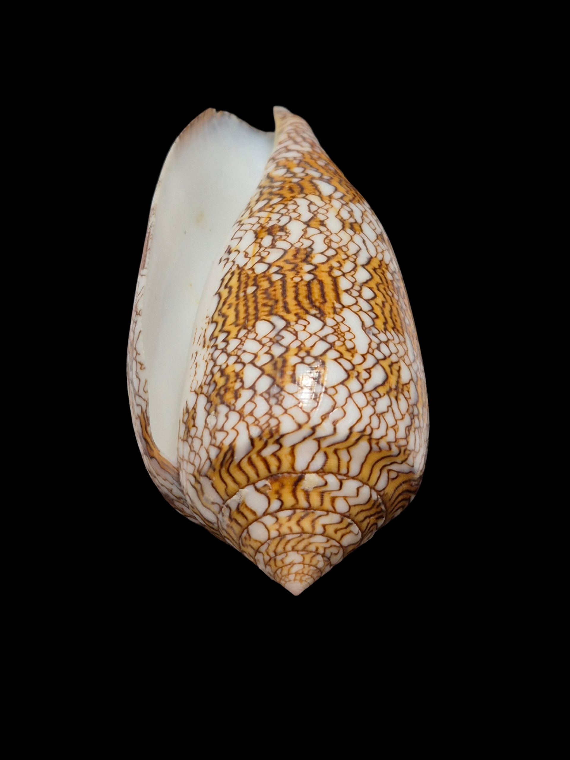 BC327 Conus textile - XL SIZE - Image 5
