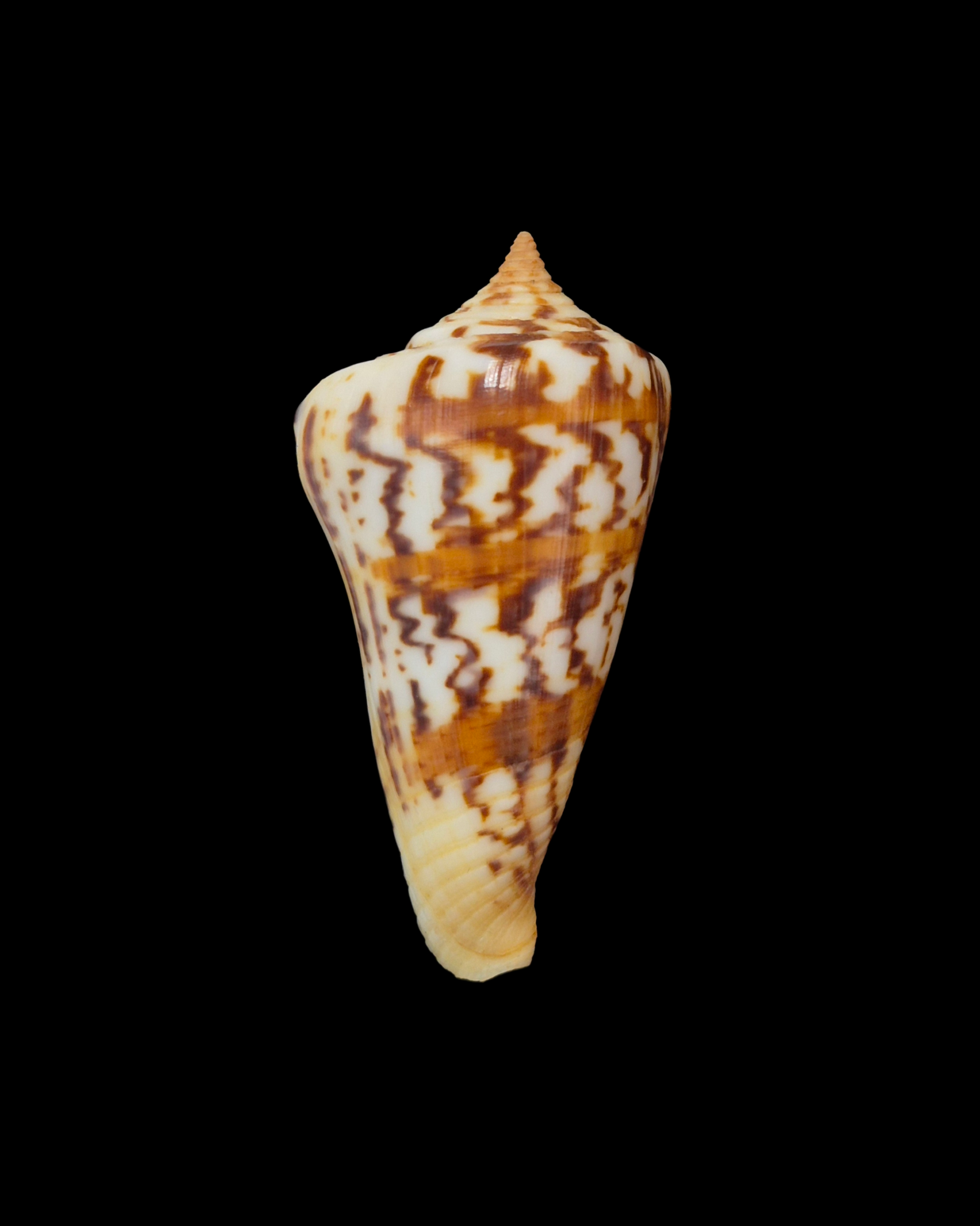 BC330 Conus janus - FREAK FORM - Image 2