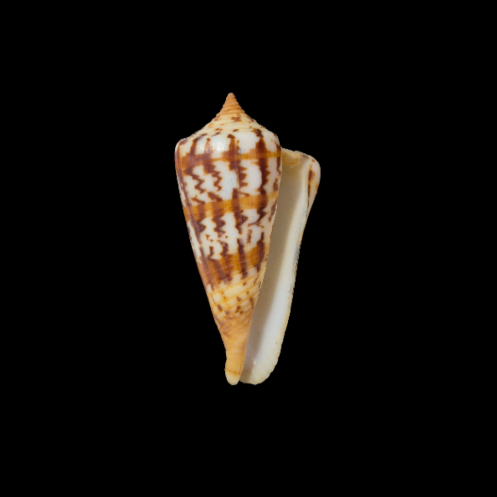 BC330 Conus janus - FREAK FORM