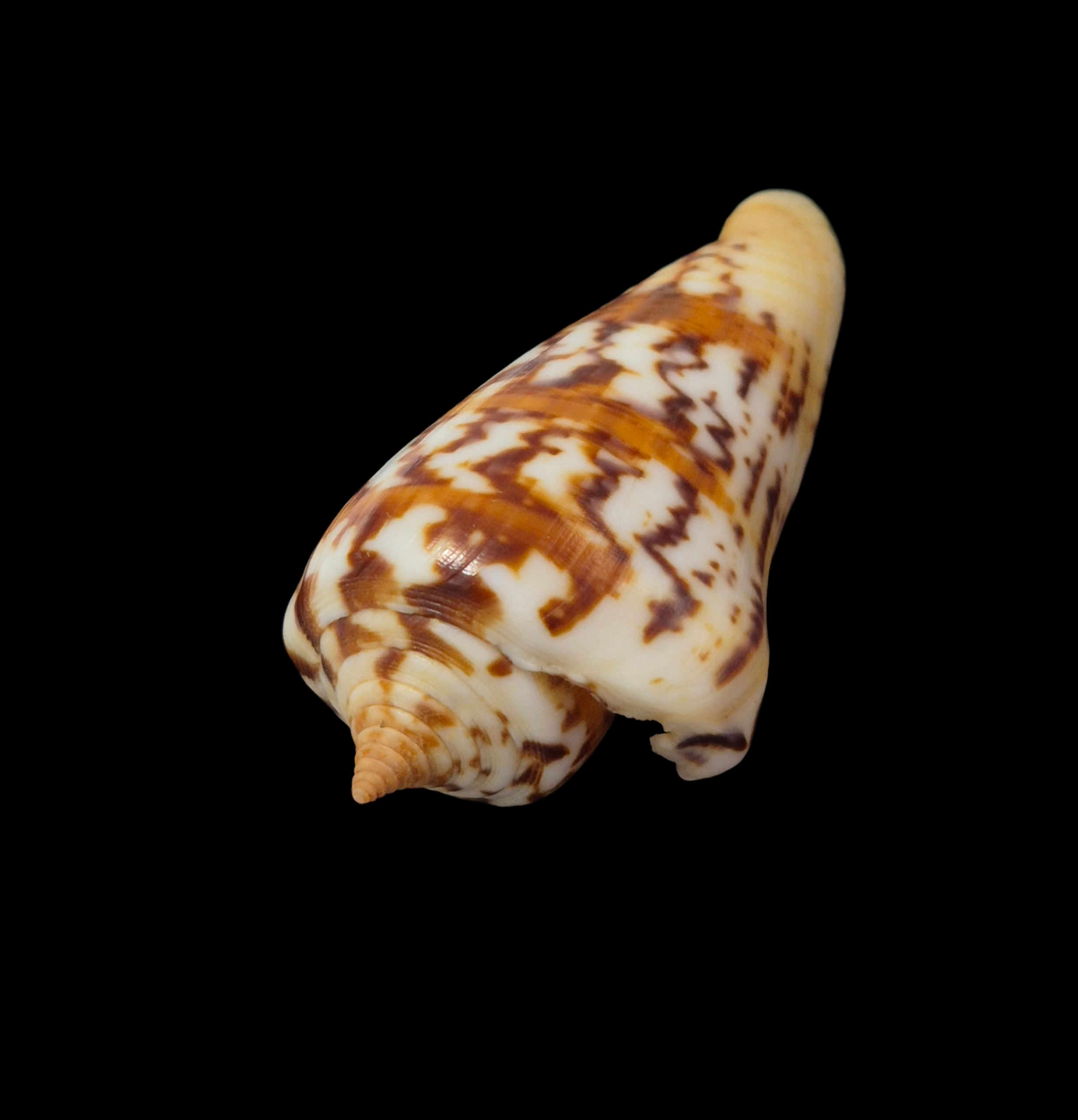 BC330 Conus janus - FREAK FORM - Image 3