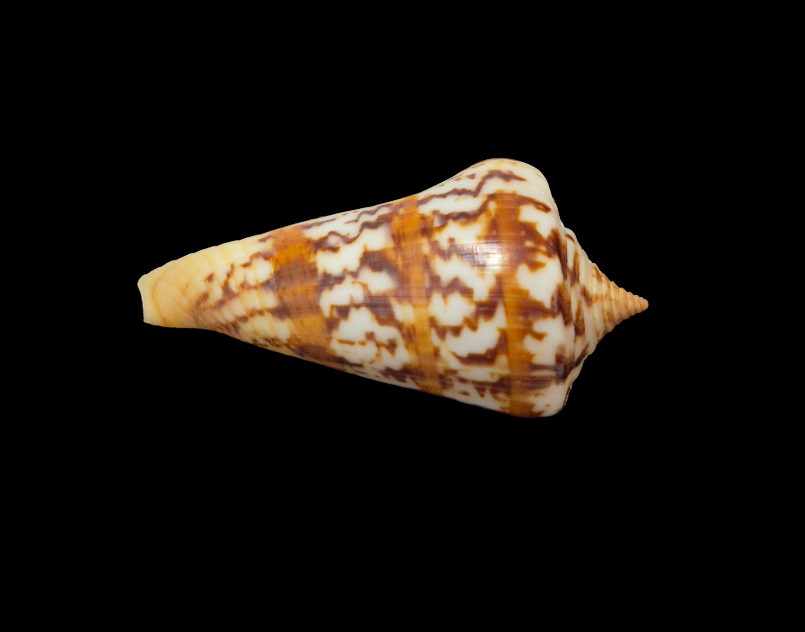 BC330 Conus janus - FREAK FORM - Image 5