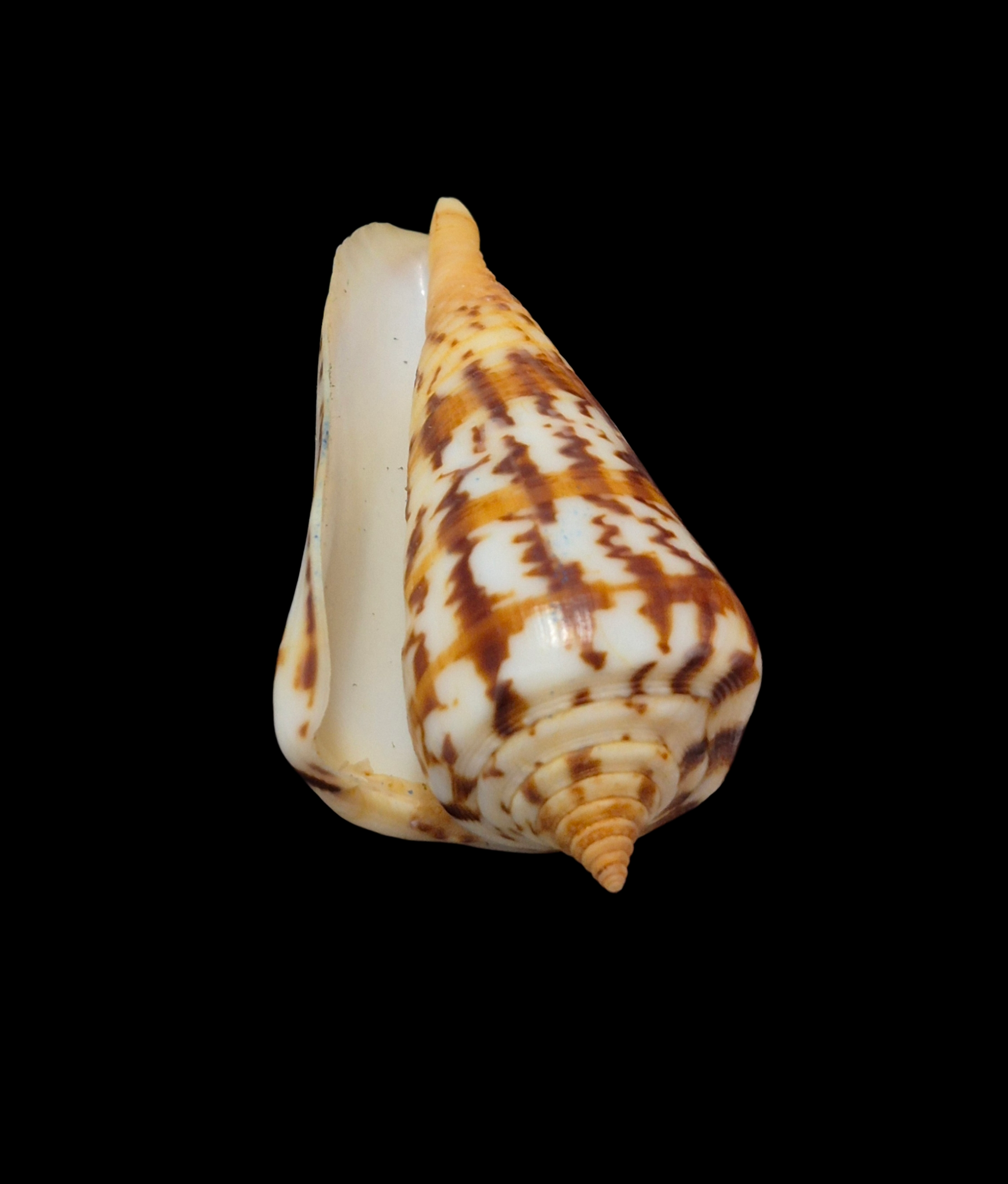 BC330 Conus janus - FREAK FORM - Image 4