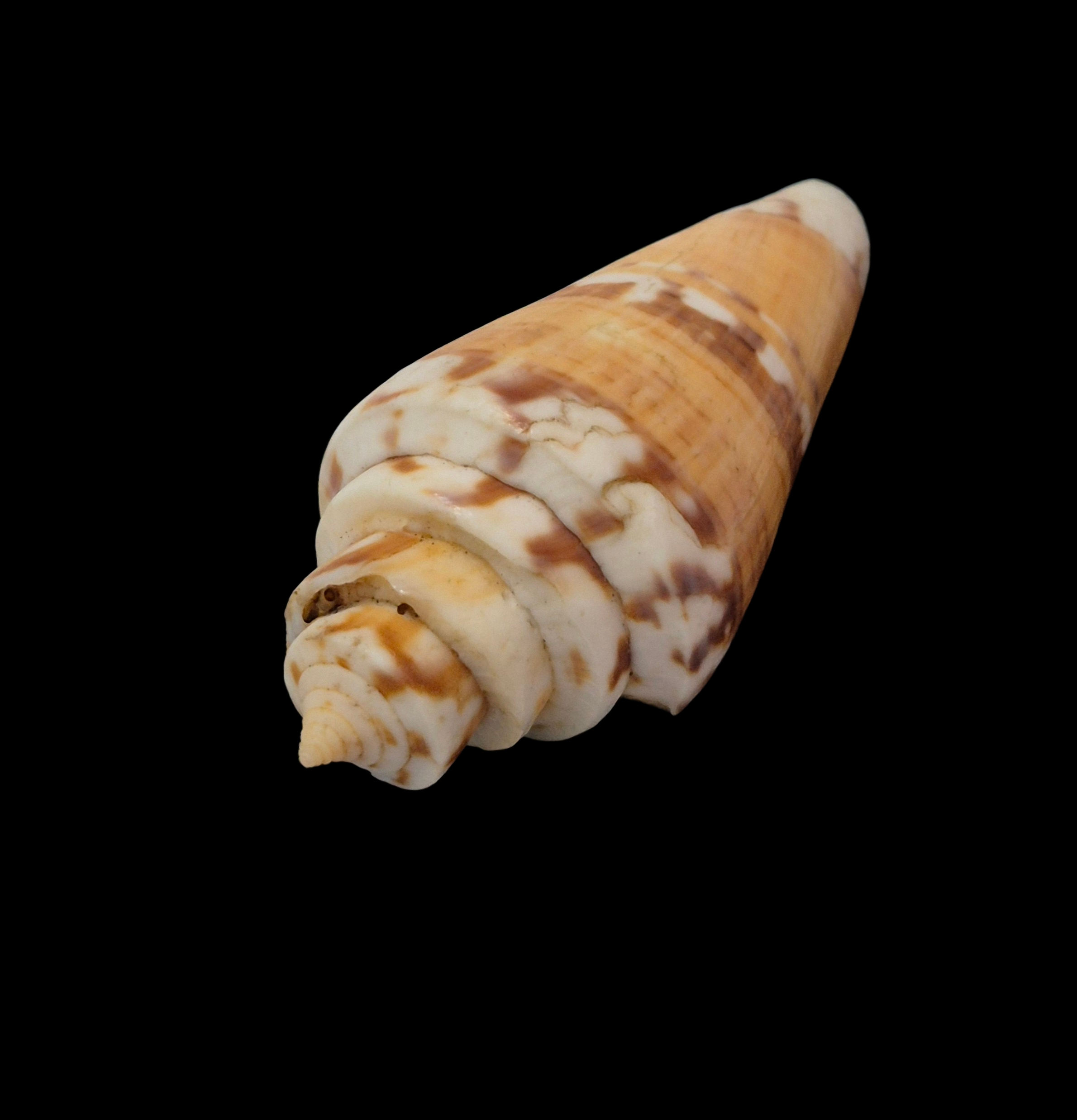 BC332 Conus malacanus w/o - FREAK FORM - Image 3