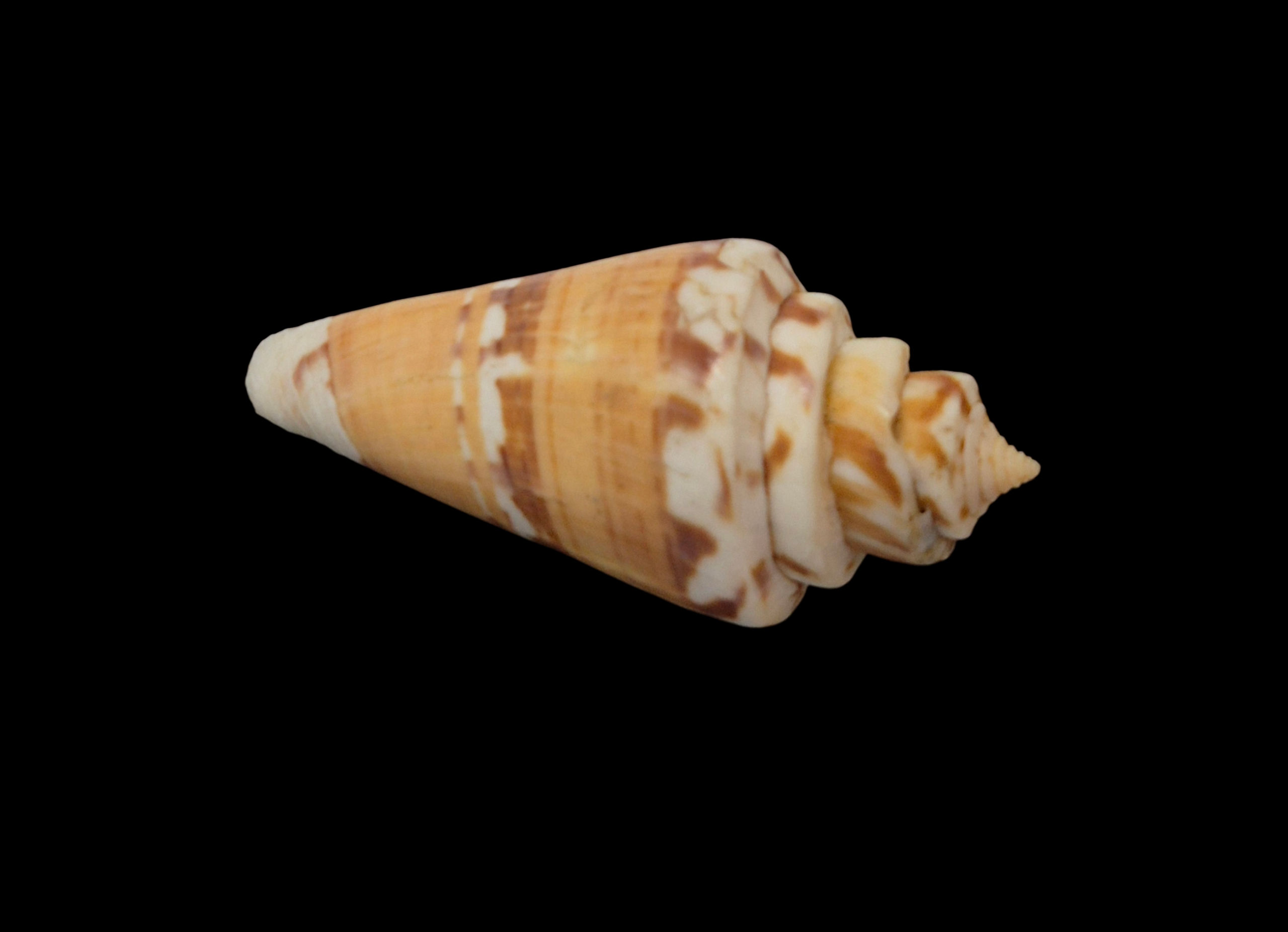 BC332 Conus malacanus w/o - FREAK FORM - Image 5