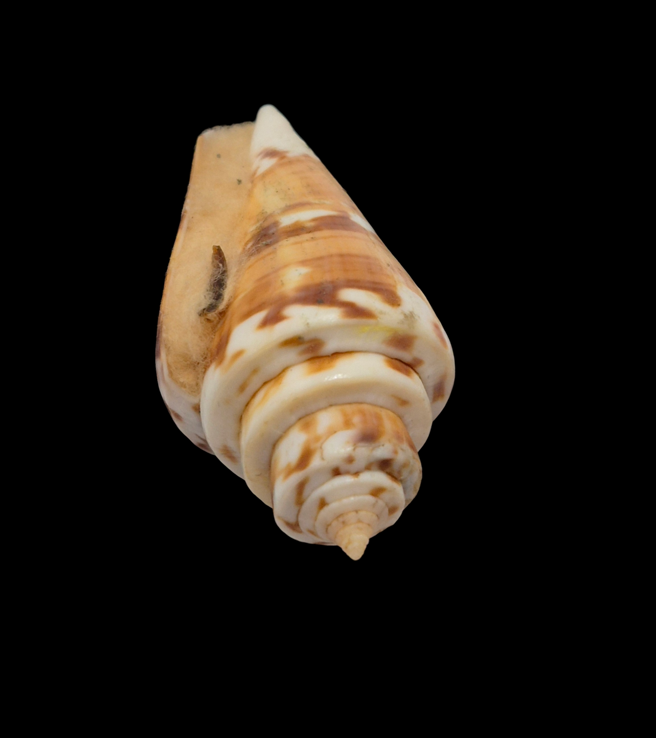 BC332 Conus malacanus w/o - FREAK FORM - Image 4