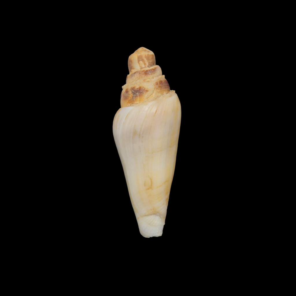 BC333 Conus radiatus - FREAK FORM