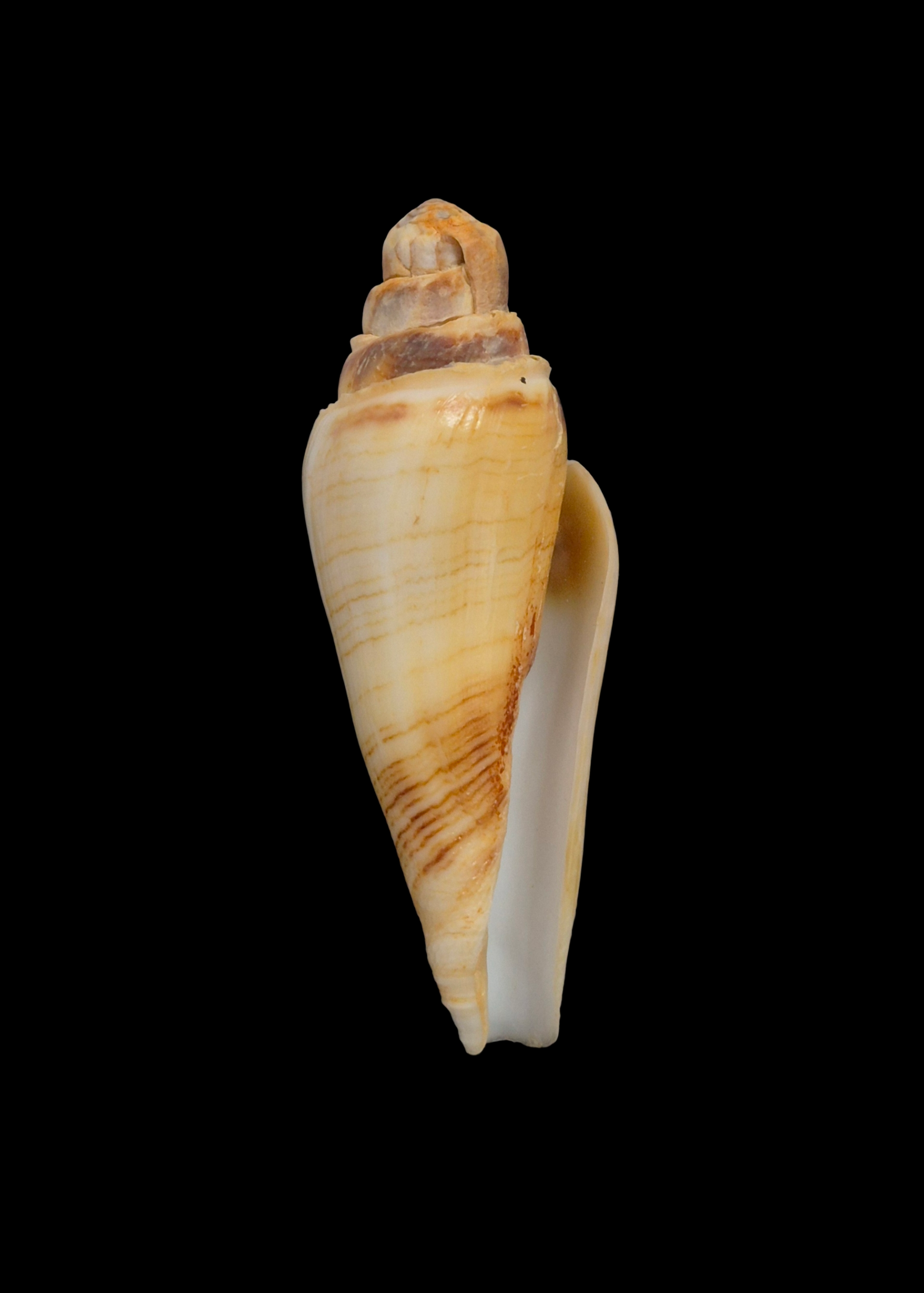 BC333 Conus radiatus - FREAK FORM - Image 2