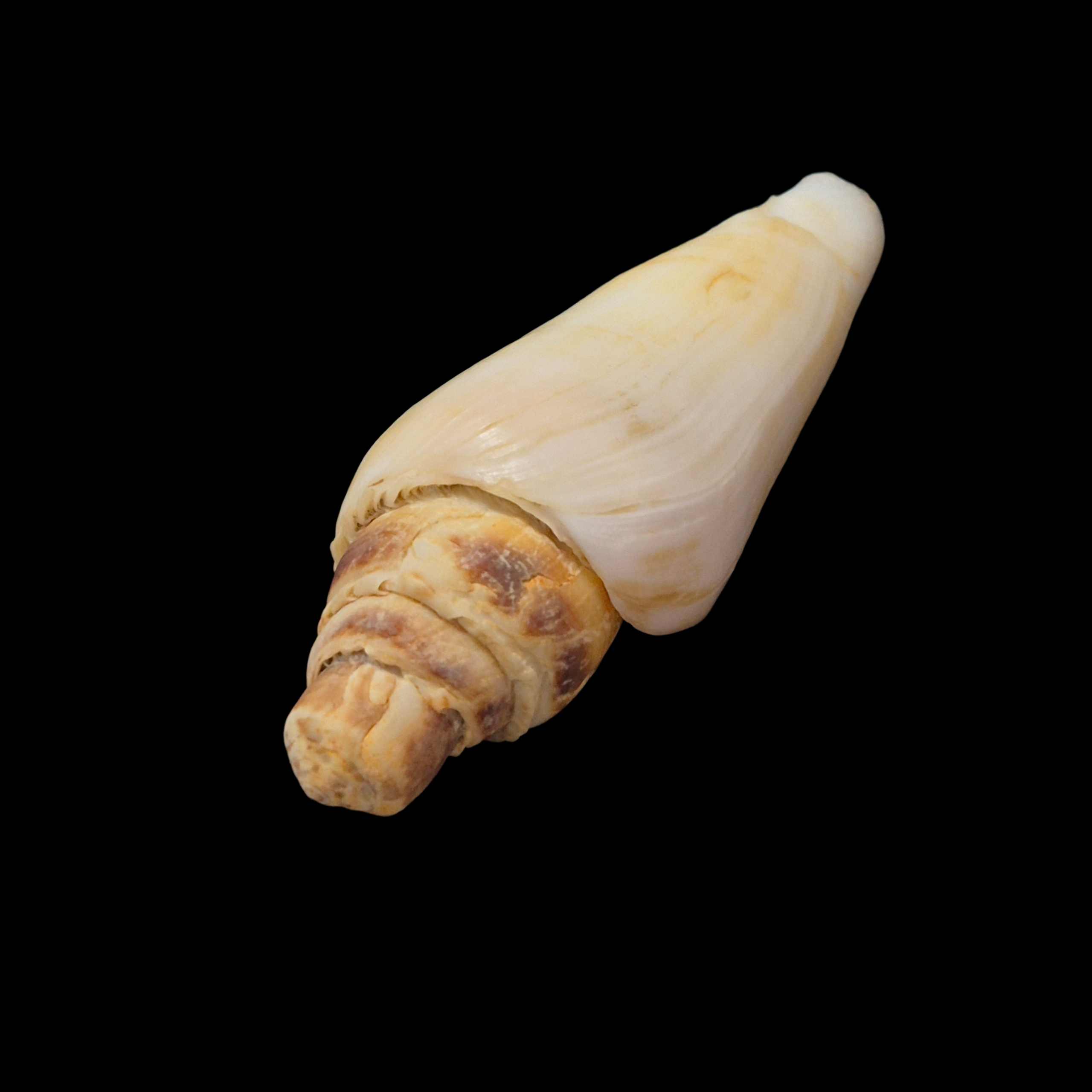 BC333 Conus radiatus - FREAK FORM - Image 3