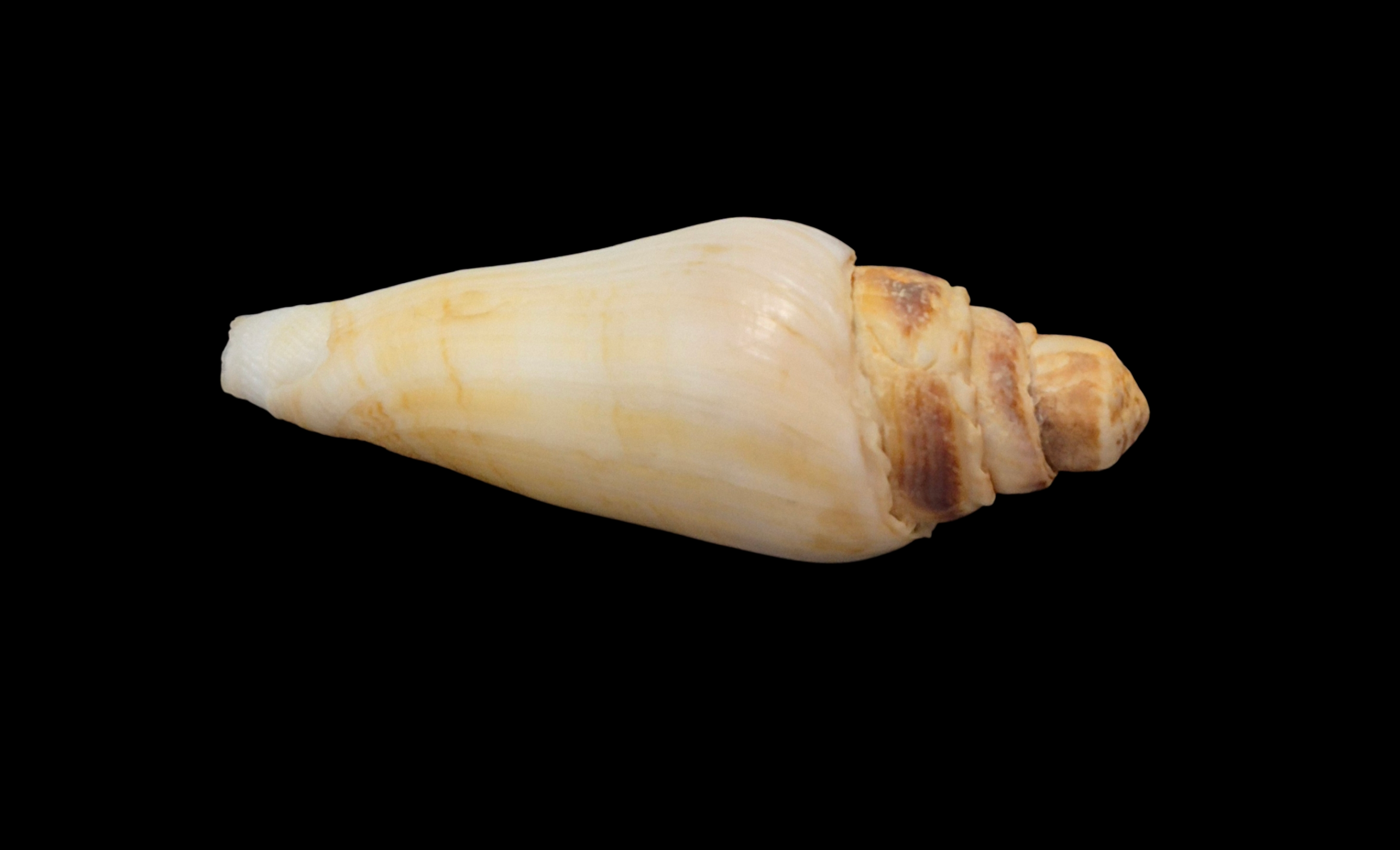 BC333 Conus radiatus - FREAK FORM - Image 5