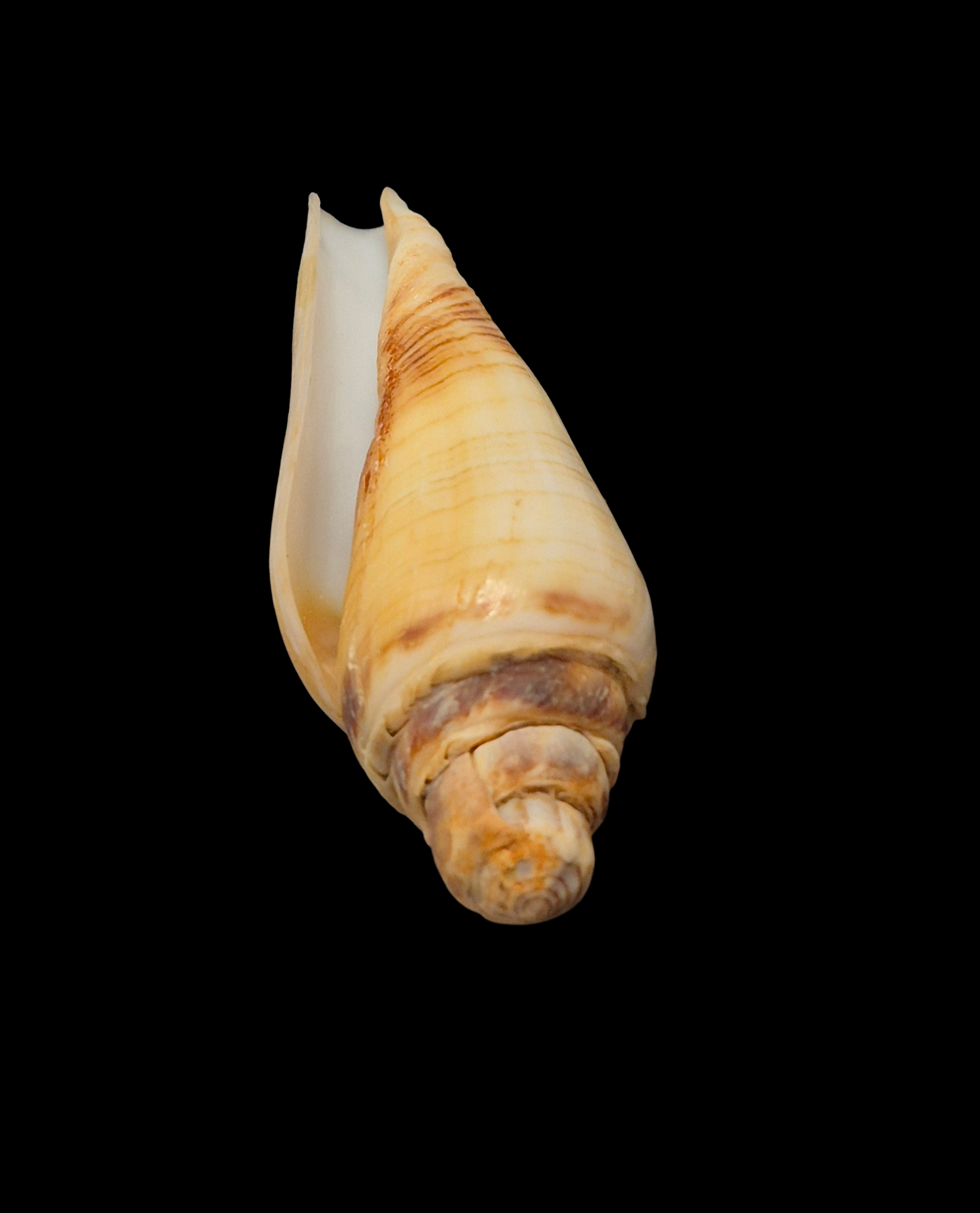 BC333 Conus radiatus - FREAK FORM - Image 4