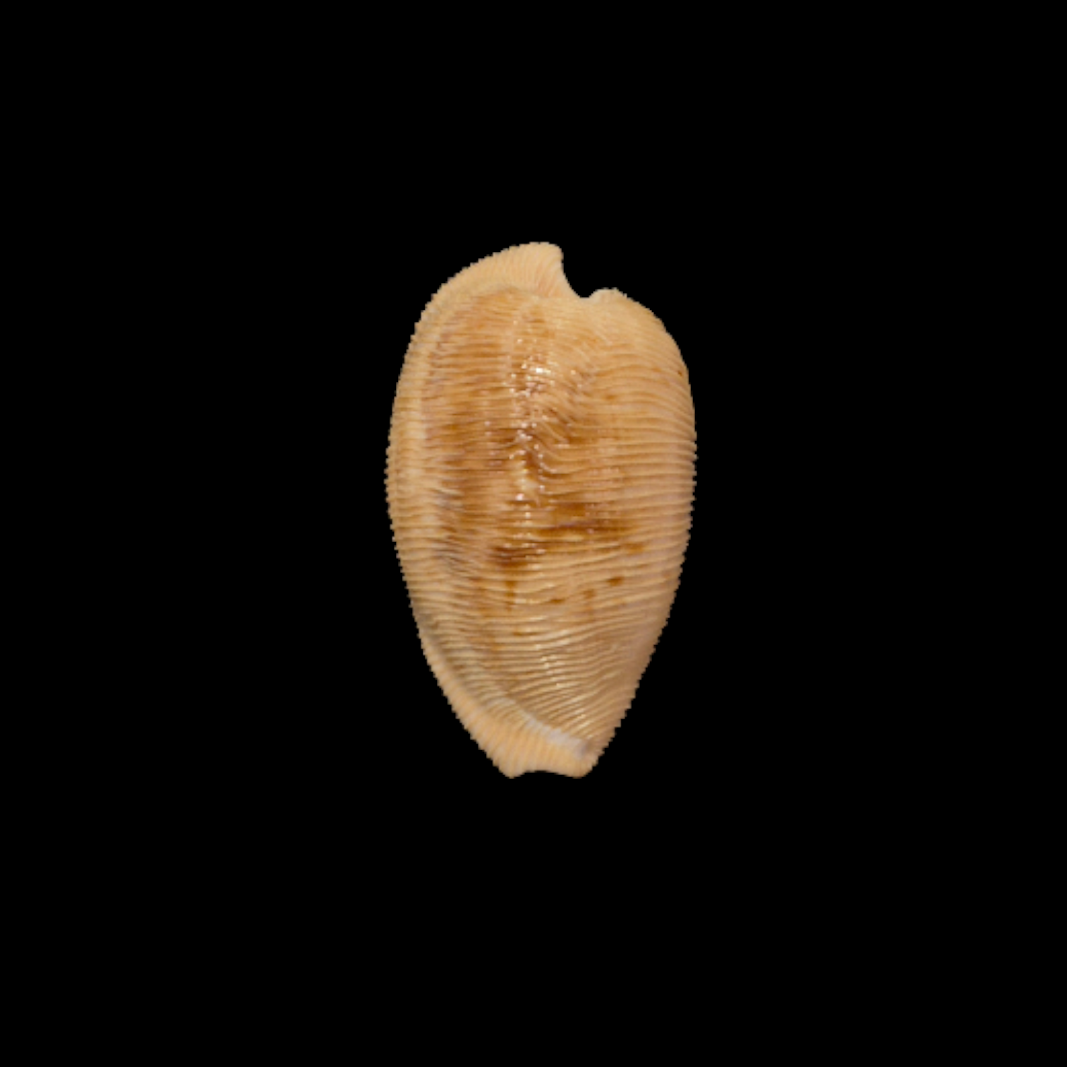 BC354 Cypraeovula capensis