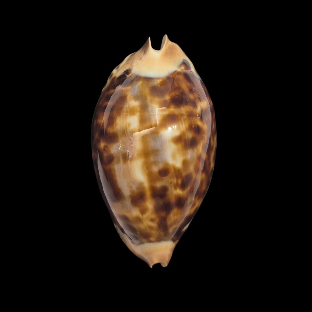 BC094 Zoila friendii f. thalamega