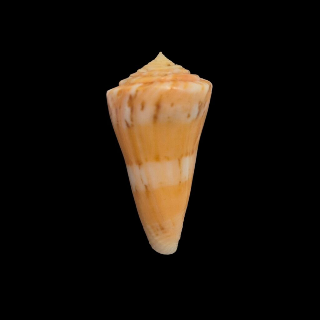 BC148 Conus vikingorum - RARE