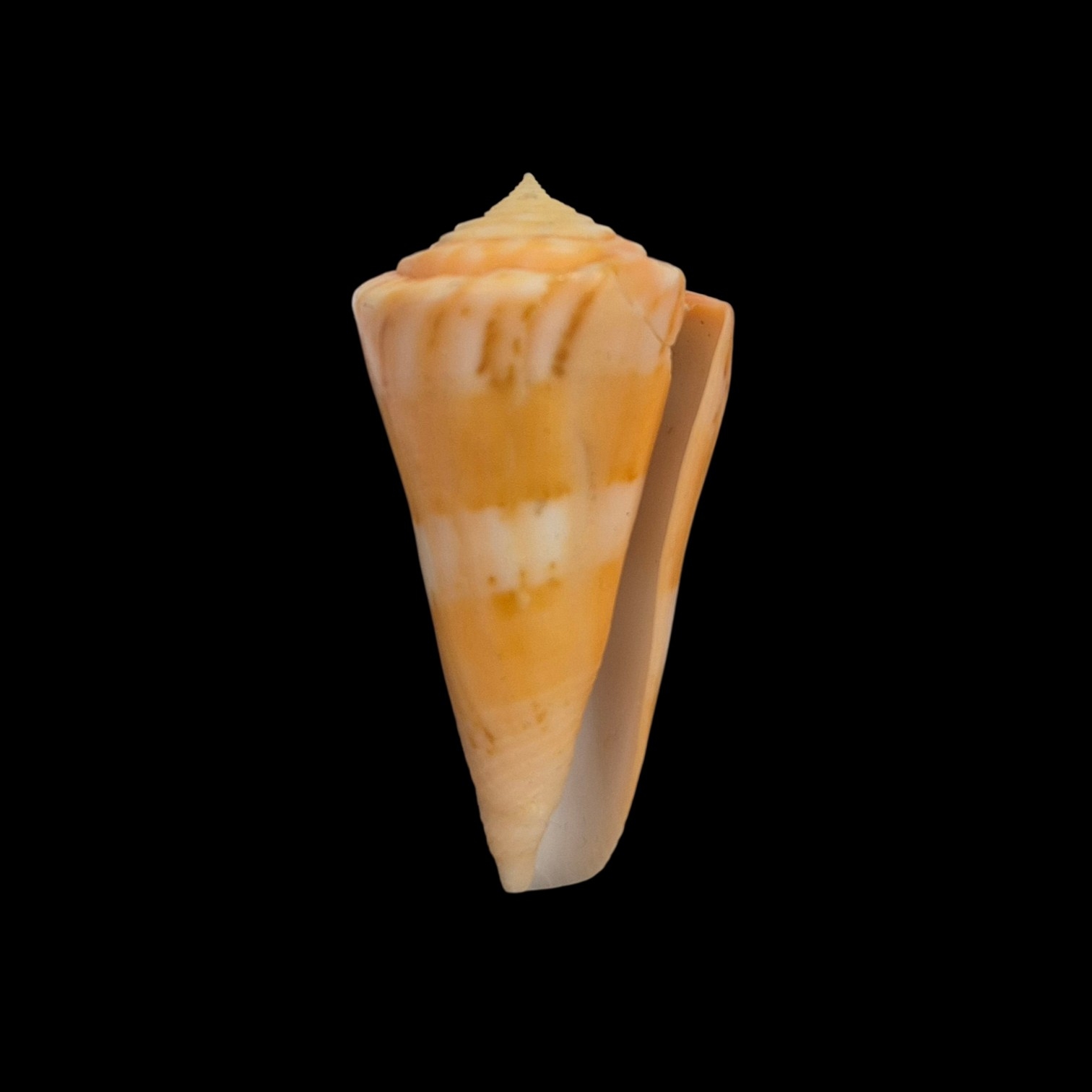 BC148 Conus vikingorum - RARE - Image 2