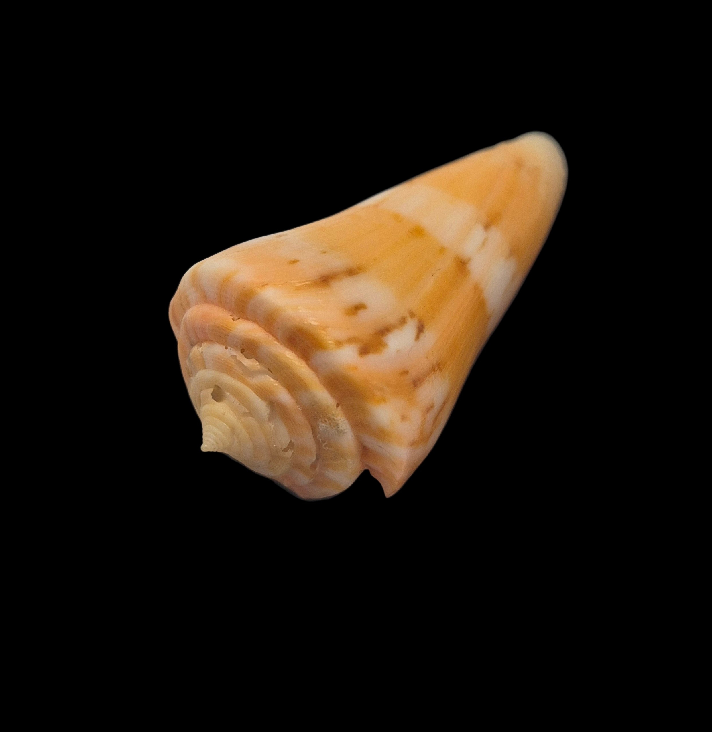 BC148 Conus vikingorum - RARE - Image 3