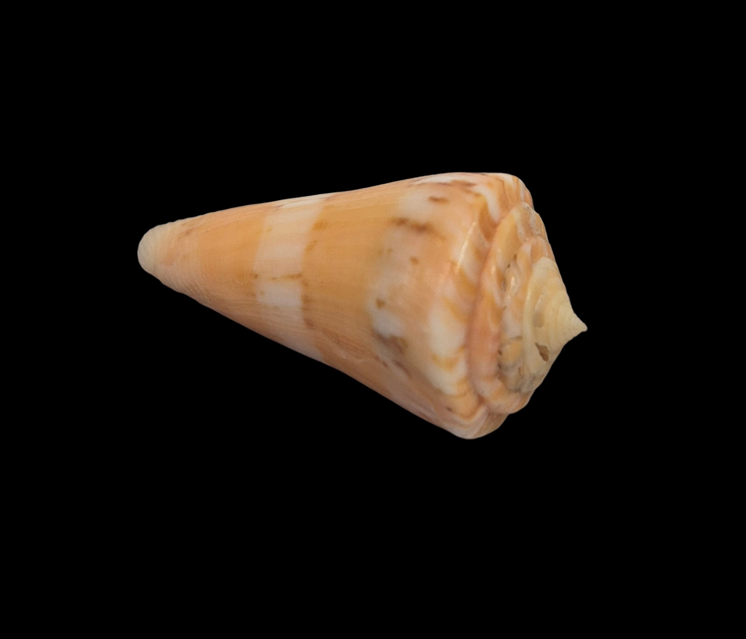 BC148 Conus vikingorum - RARE - Image 4