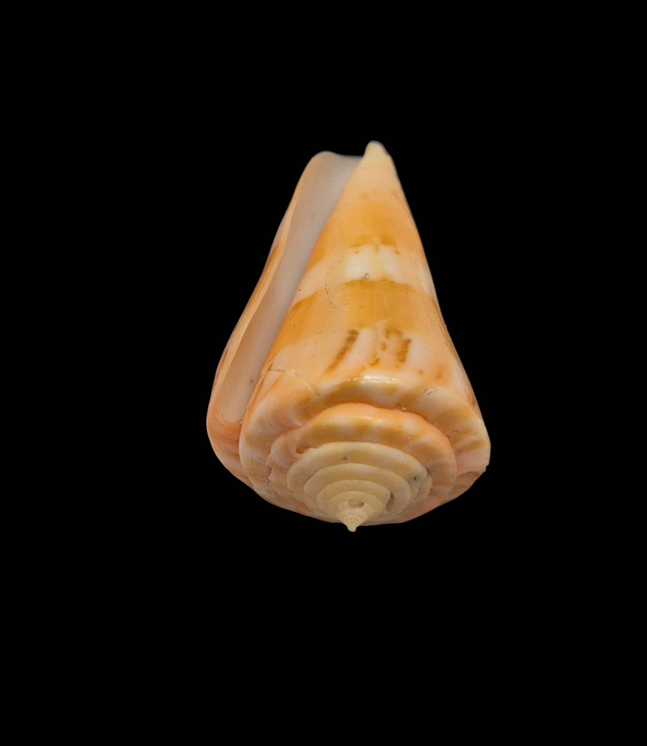 BC148 Conus vikingorum - RARE - Image 5