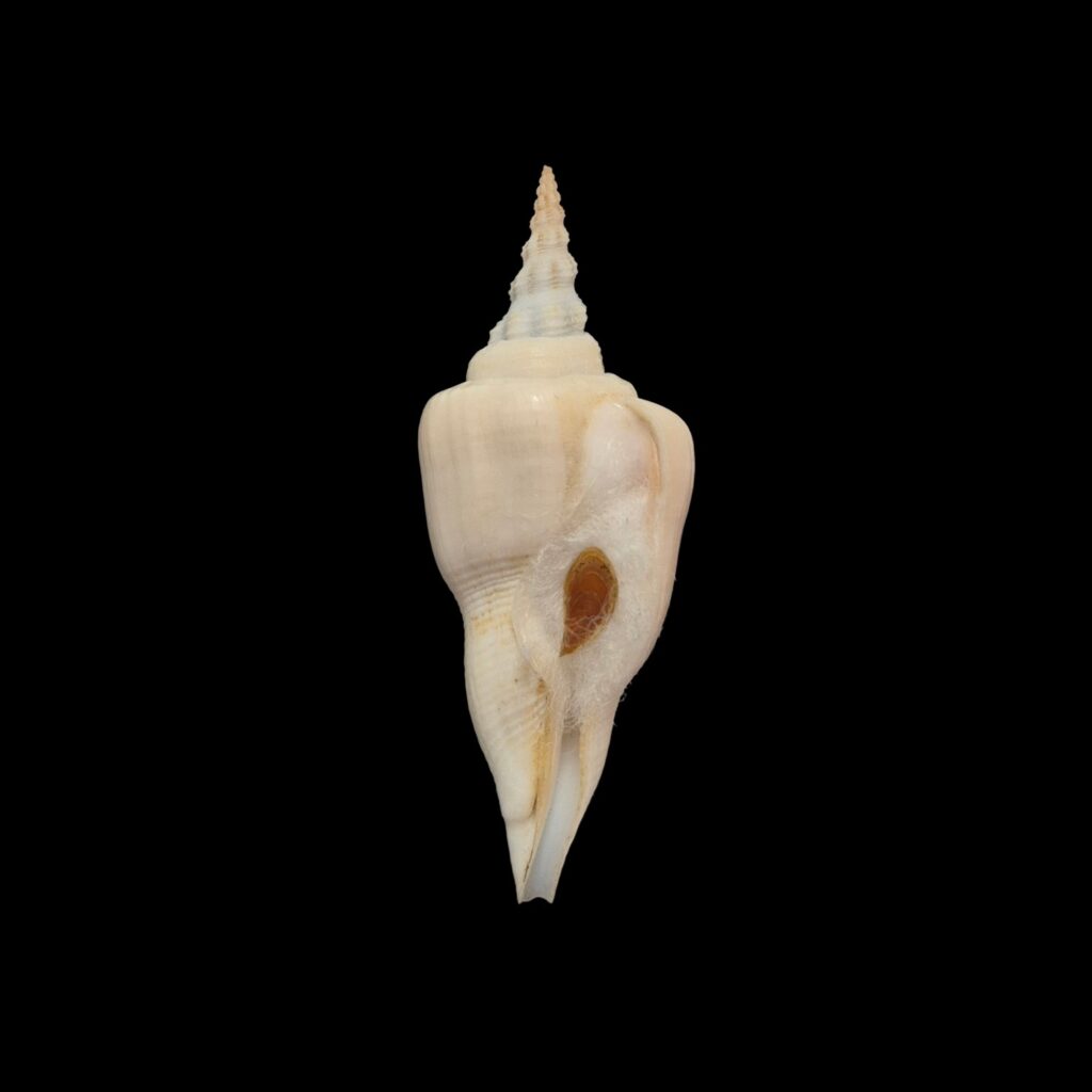BC178 Cyrtulus serotinus w/o - VERY SELECTED