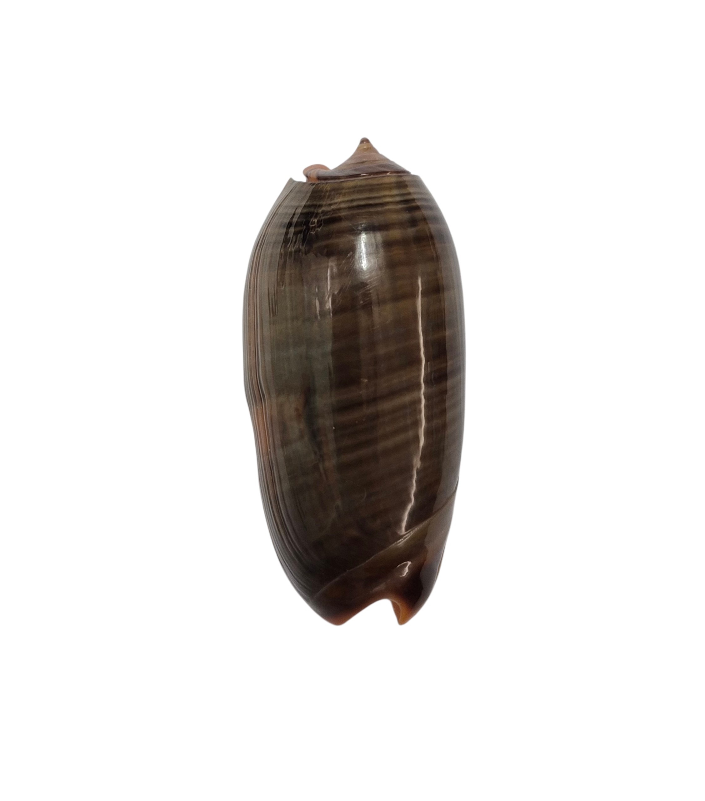 BC099 Oliva rubrolabiata - Image 2