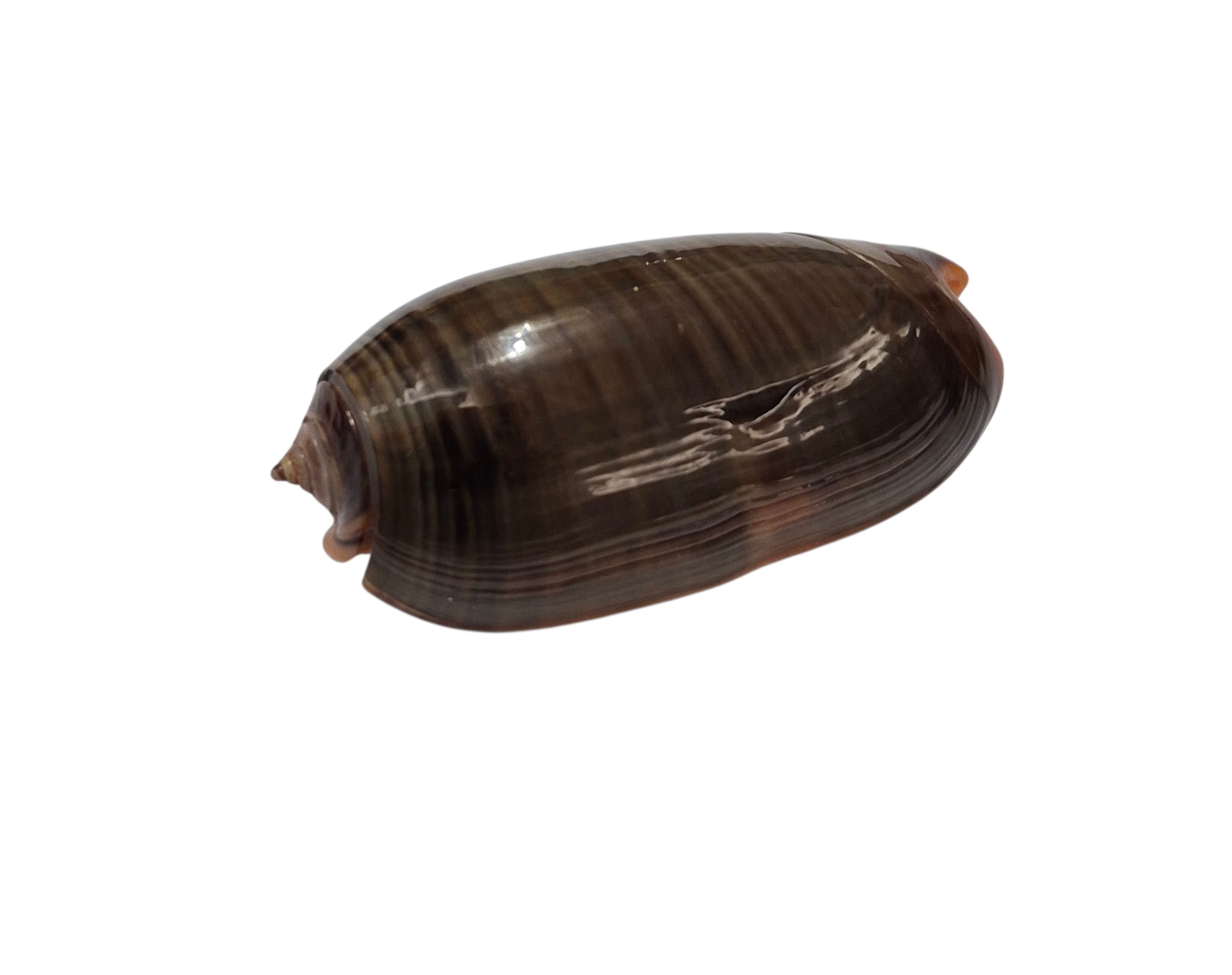BC099 Oliva rubrolabiata - Image 3